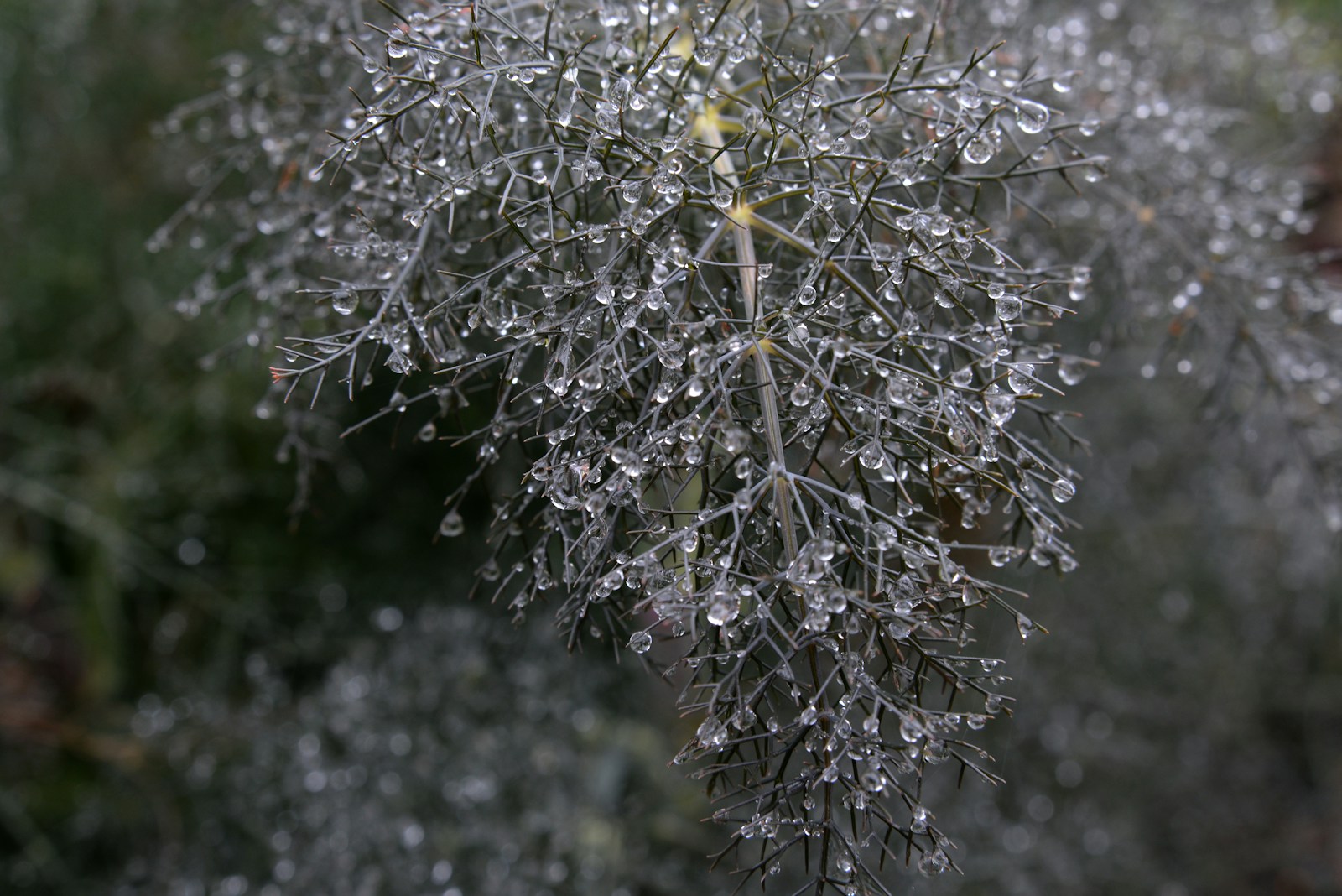 Dark bronze fennel foliage covered in raindrops
