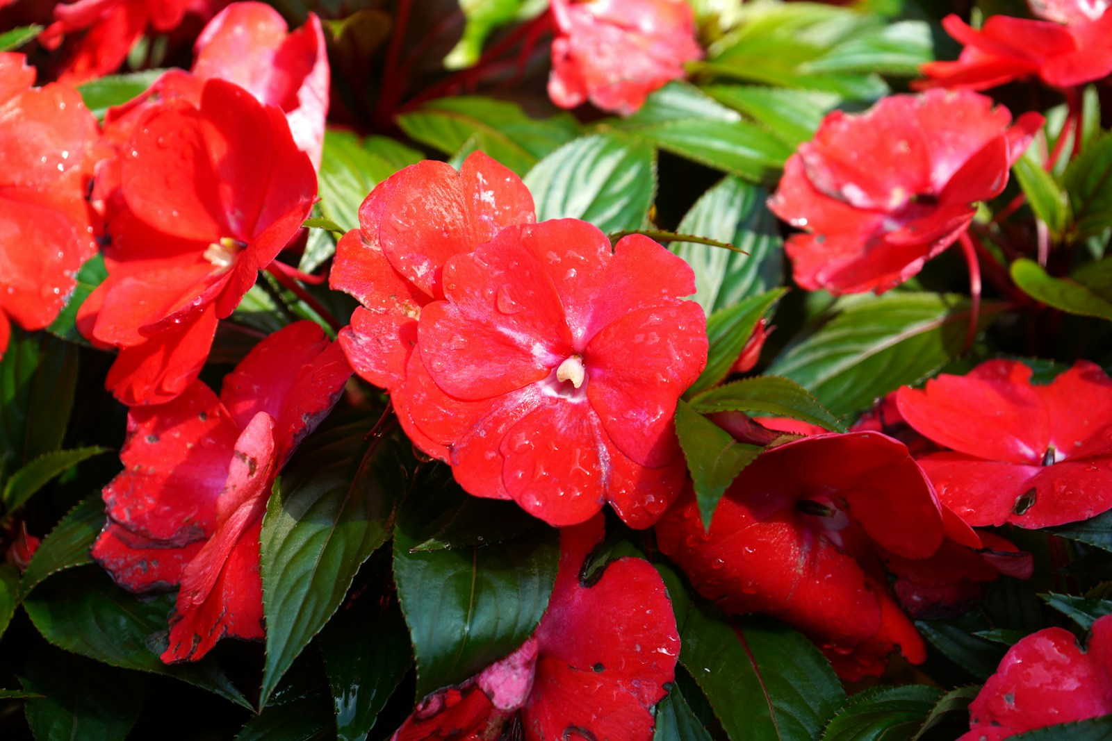 Red New Guinea impatiens flowers with raindrops among glossy green leaves