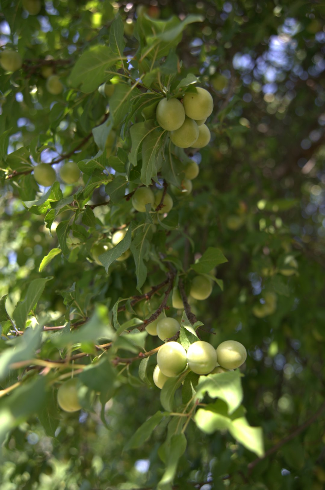 Many small green unripe plums clustered thickly along a leafy branch