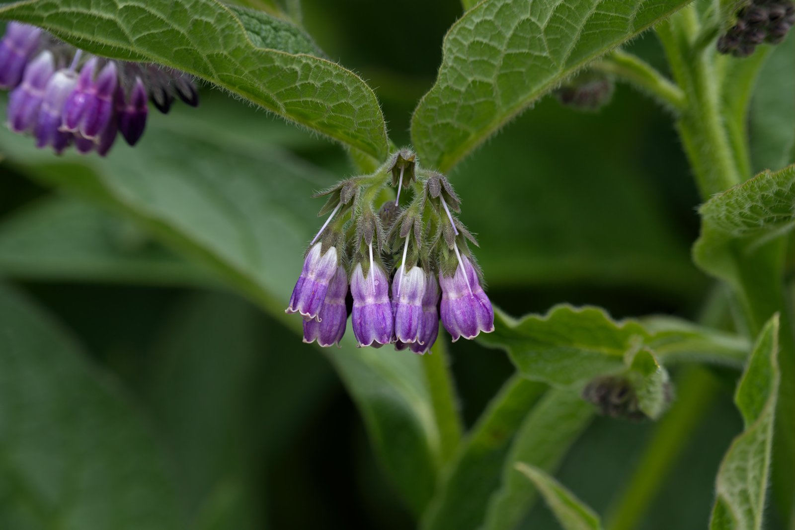 Pale purple and white comfrey bell flowers hanging below hairy leaves
