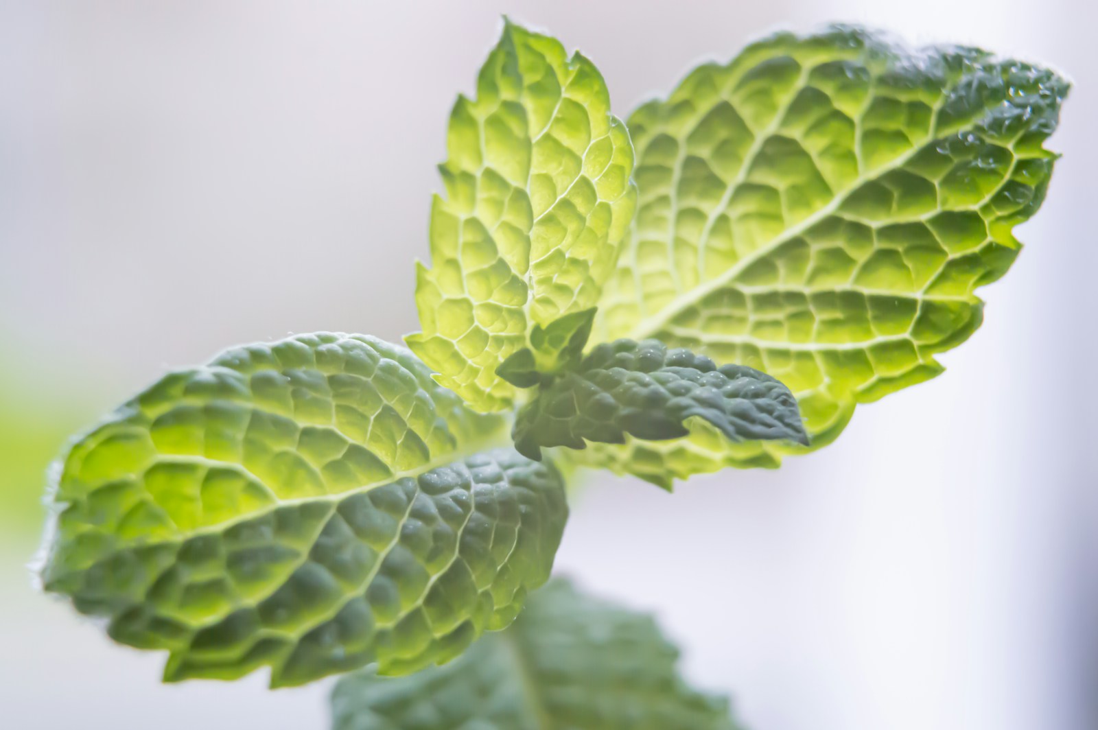 Close-up of wrinkled, toothed mint leaves growing in opposite pairs