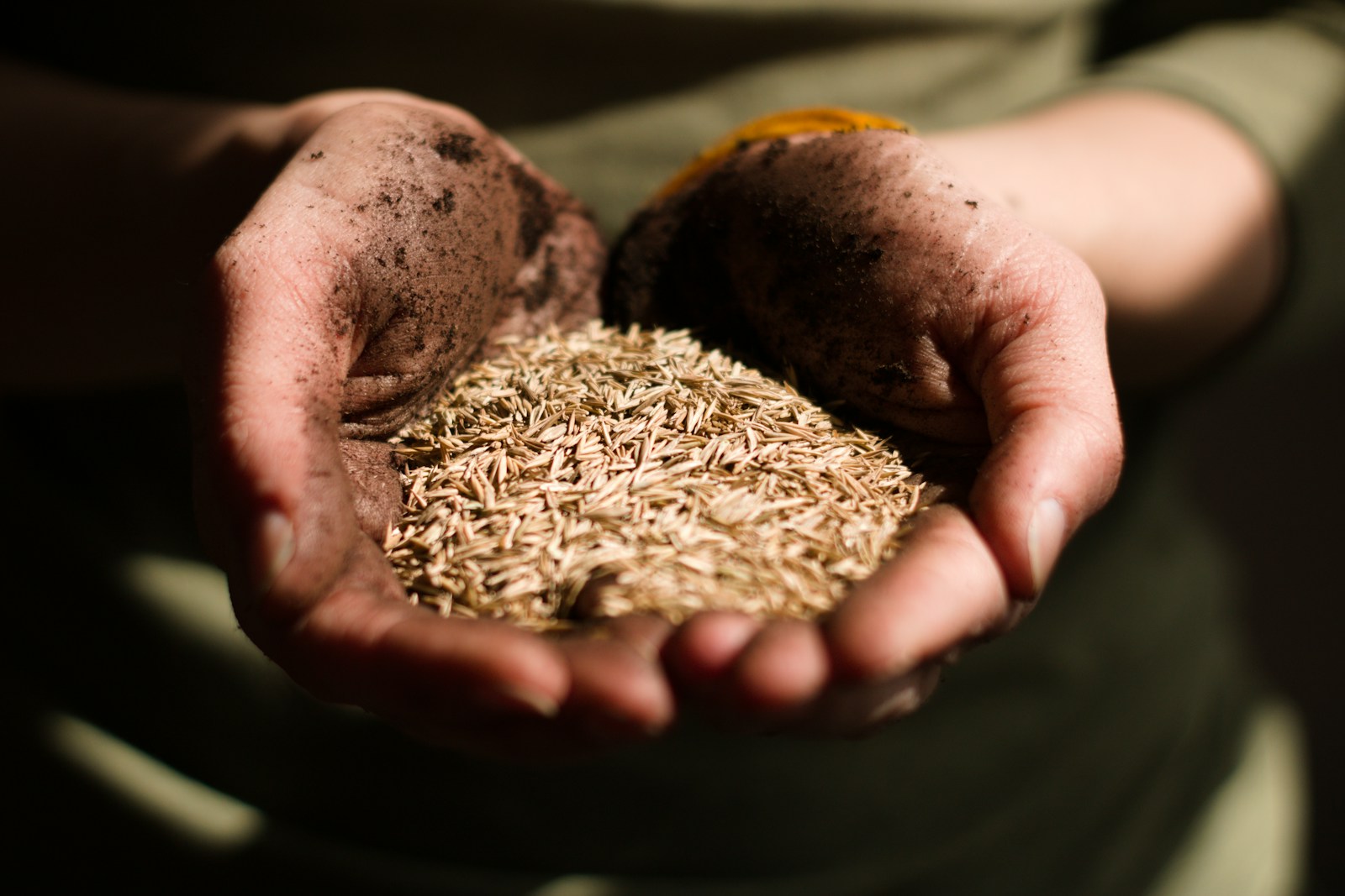 Soil-dusted hands cupping a heap of seed ready for sowing