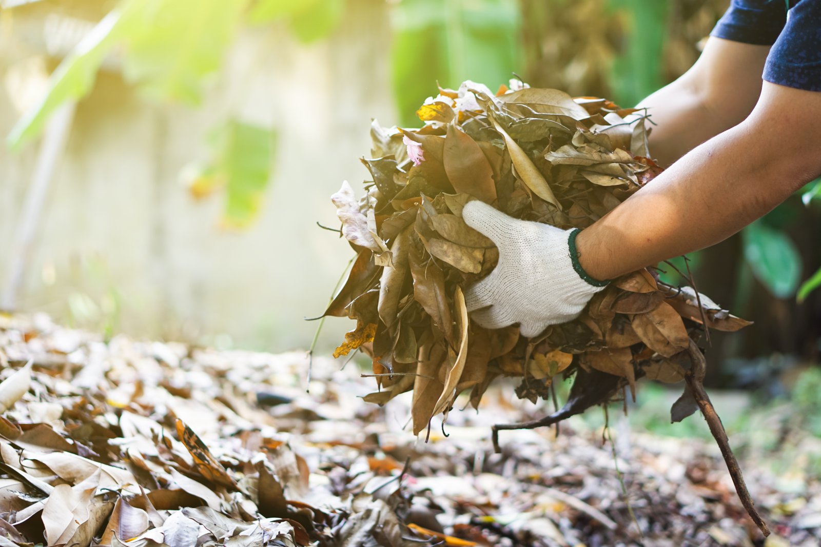 Gloved hands gathering dry fallen leaves to make leaf compost