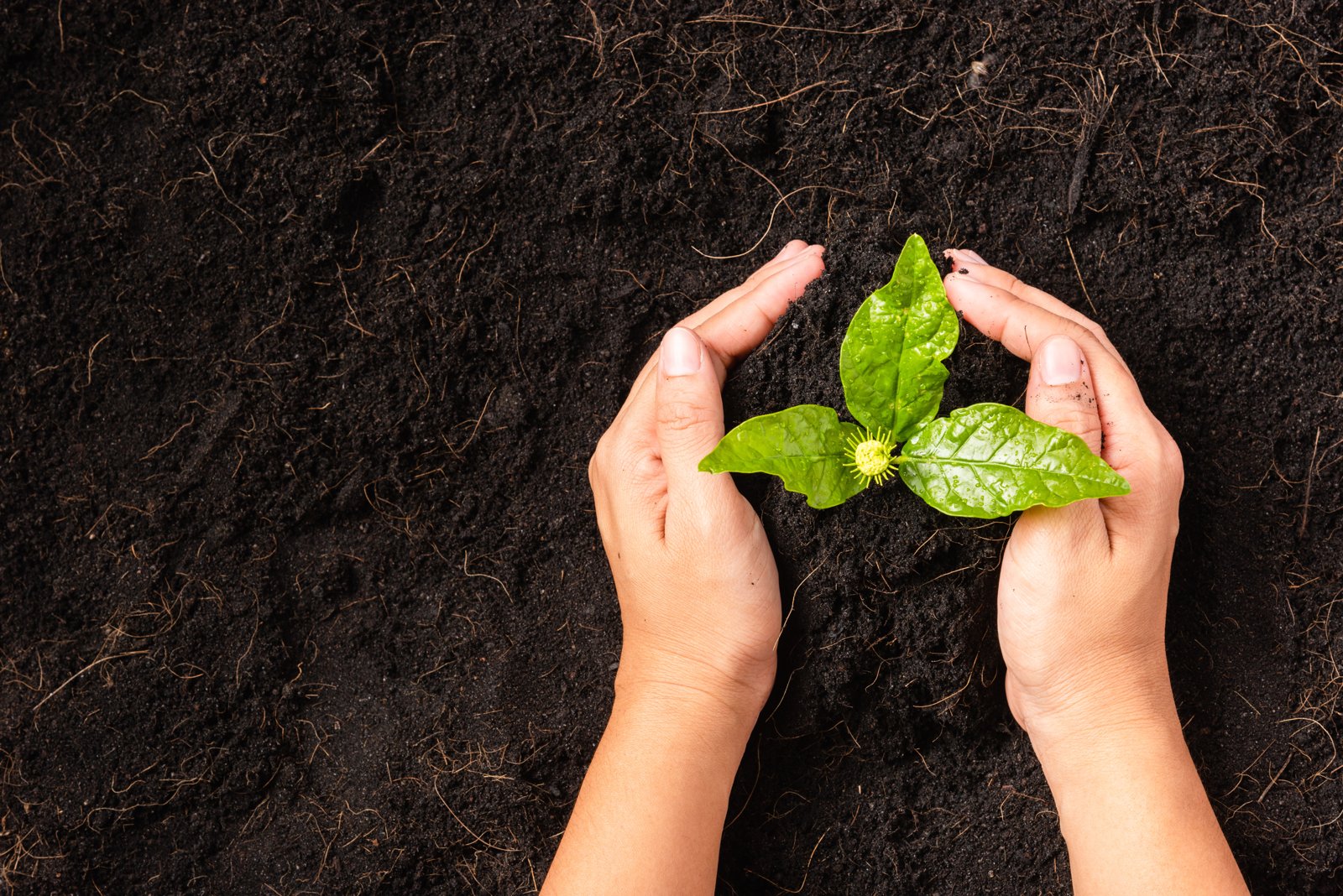 Two hands cupped around a young green plant set in dark soil