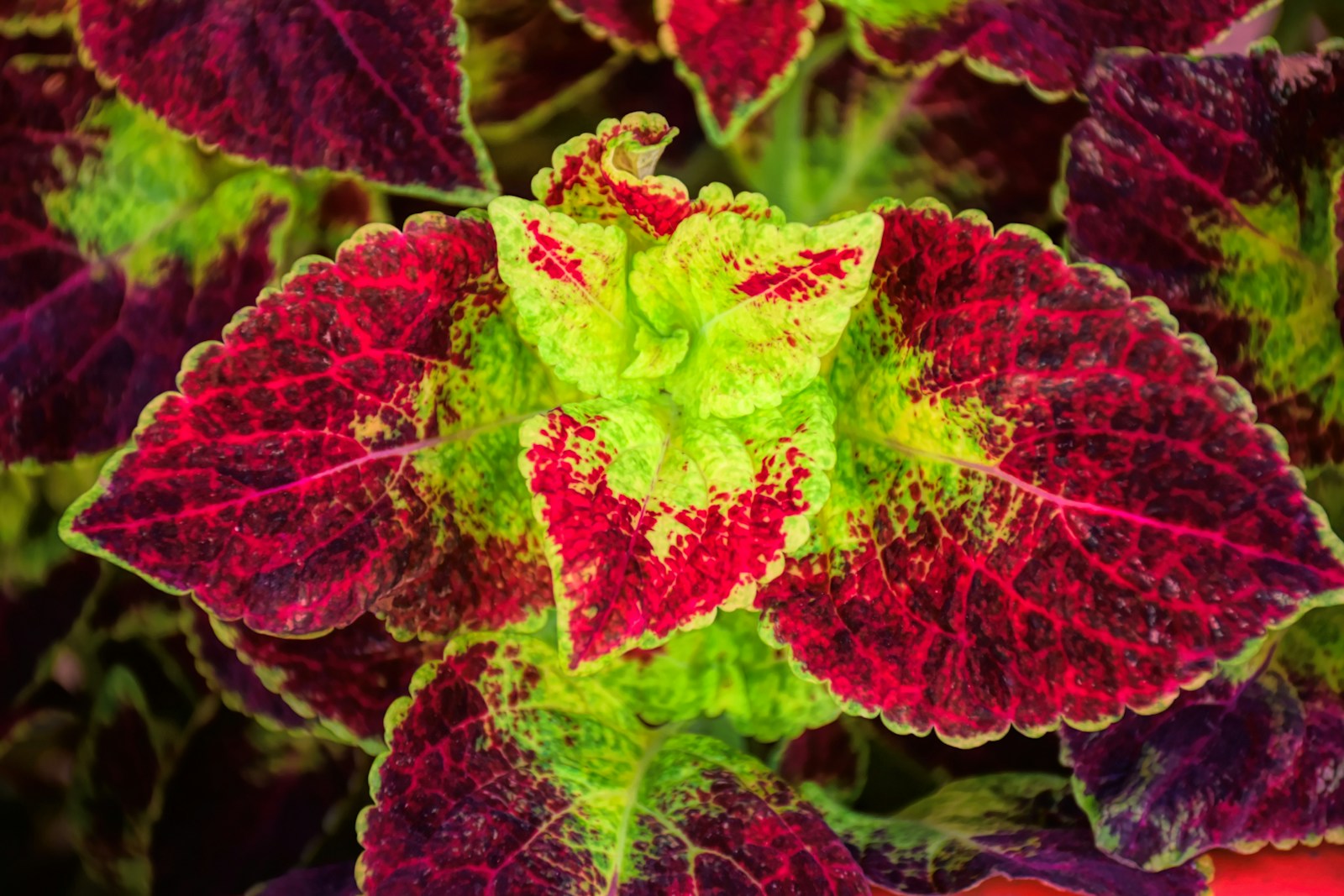 Coleus rosette with red-speckled leaves around a lime-green centre