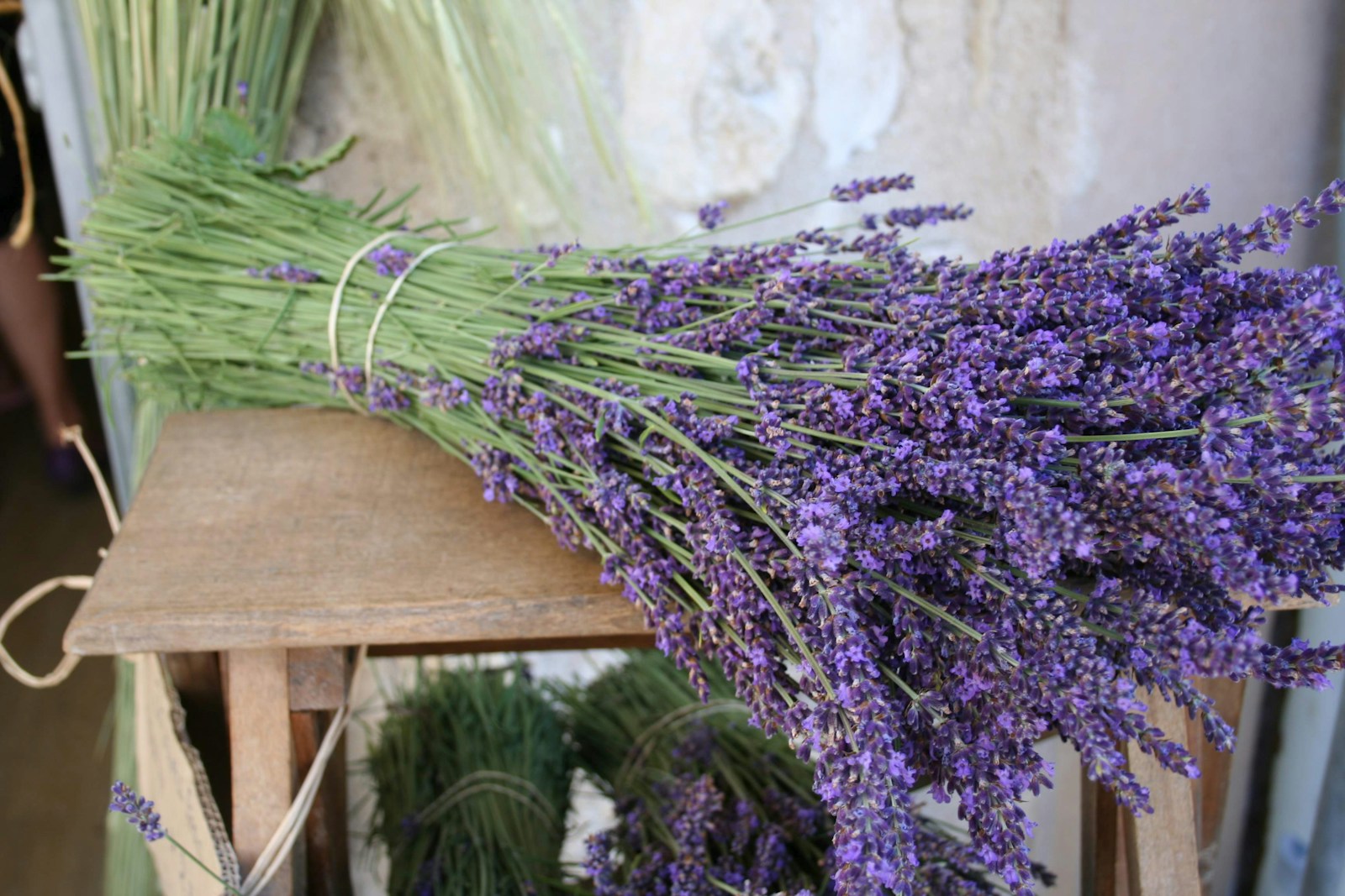 Freshly cut lavender stems tied in bundles on a wooden stool