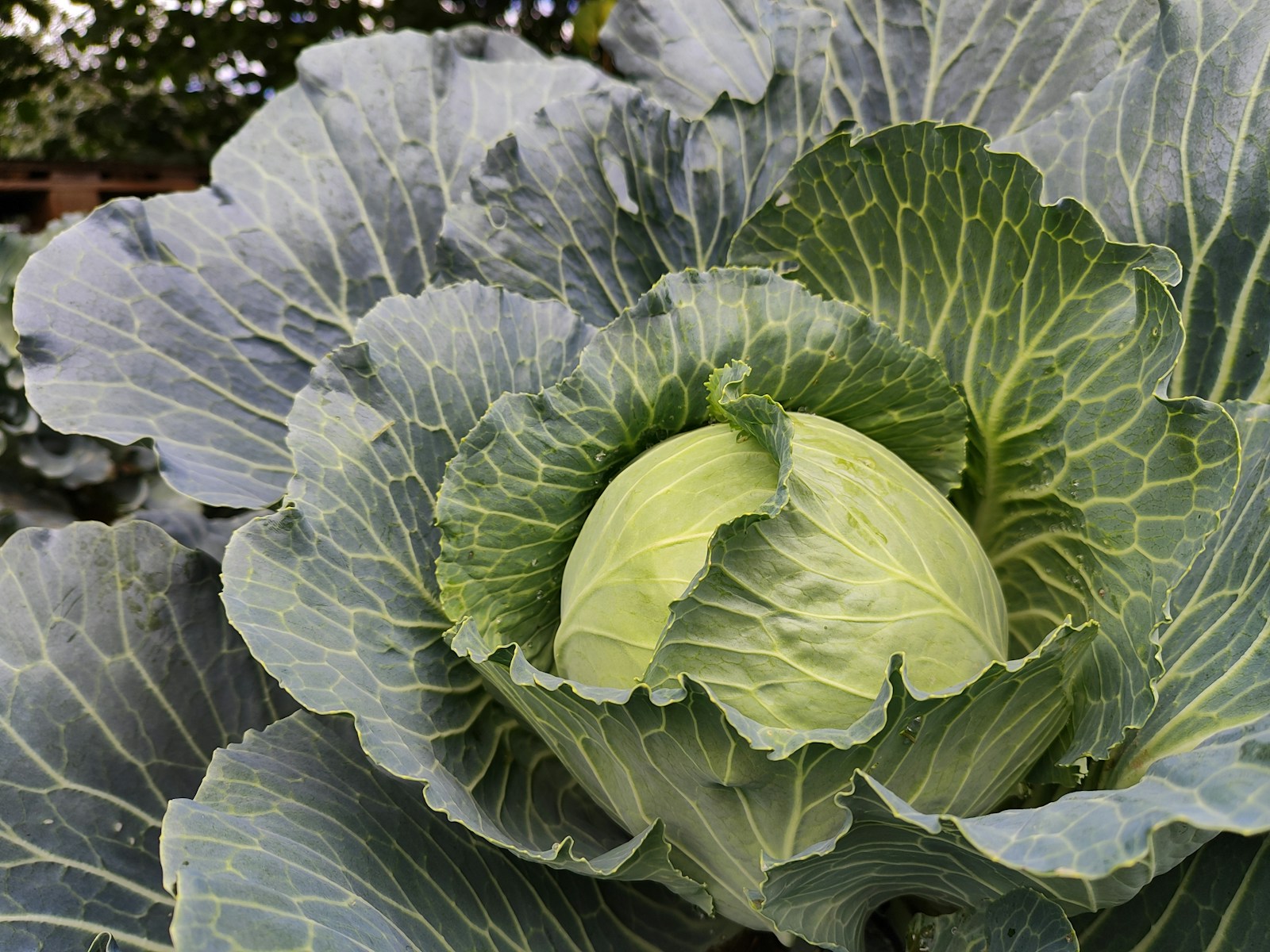 Blue-green cabbage wrapper leaves with pale veins around a forming head