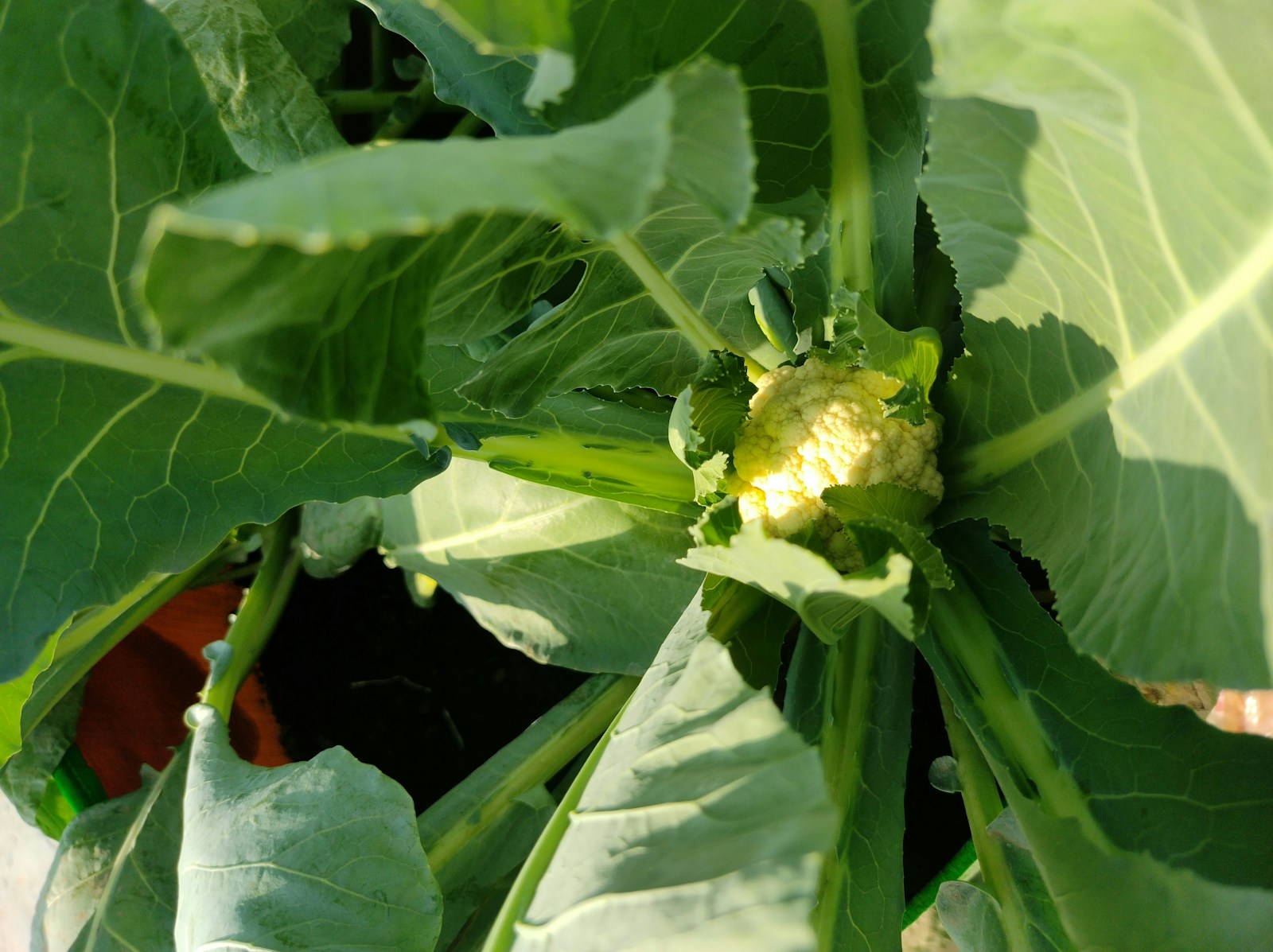 A small young cauliflower curd forming in the centre of a leafy plant