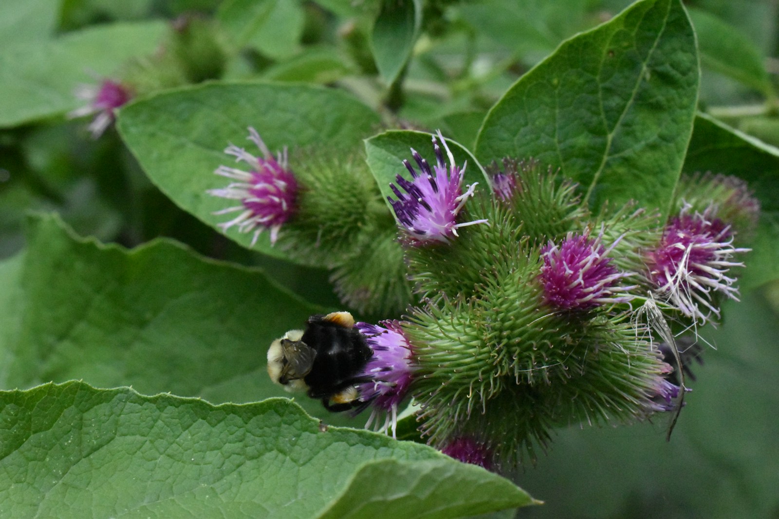 Bumblebee feeding on purple common burdock flowers among broad leaves