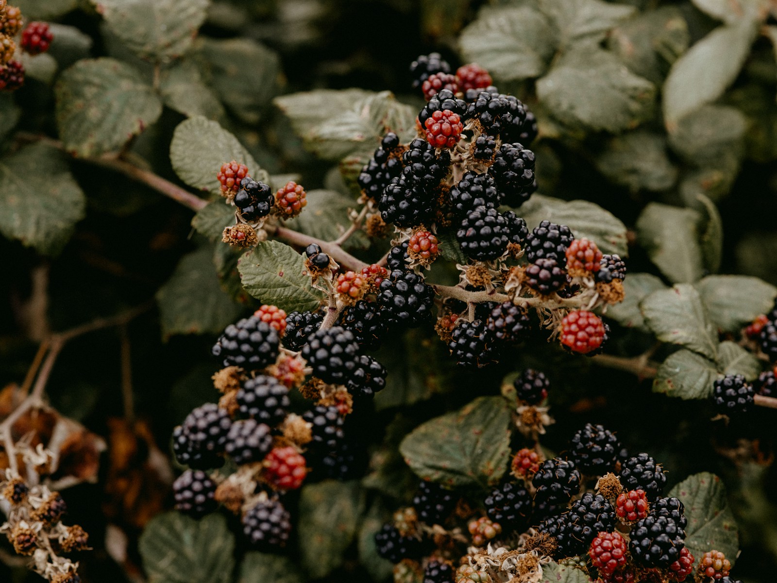 Bramble canes heavy with black ripe and red unripe blackberries ready for picking
