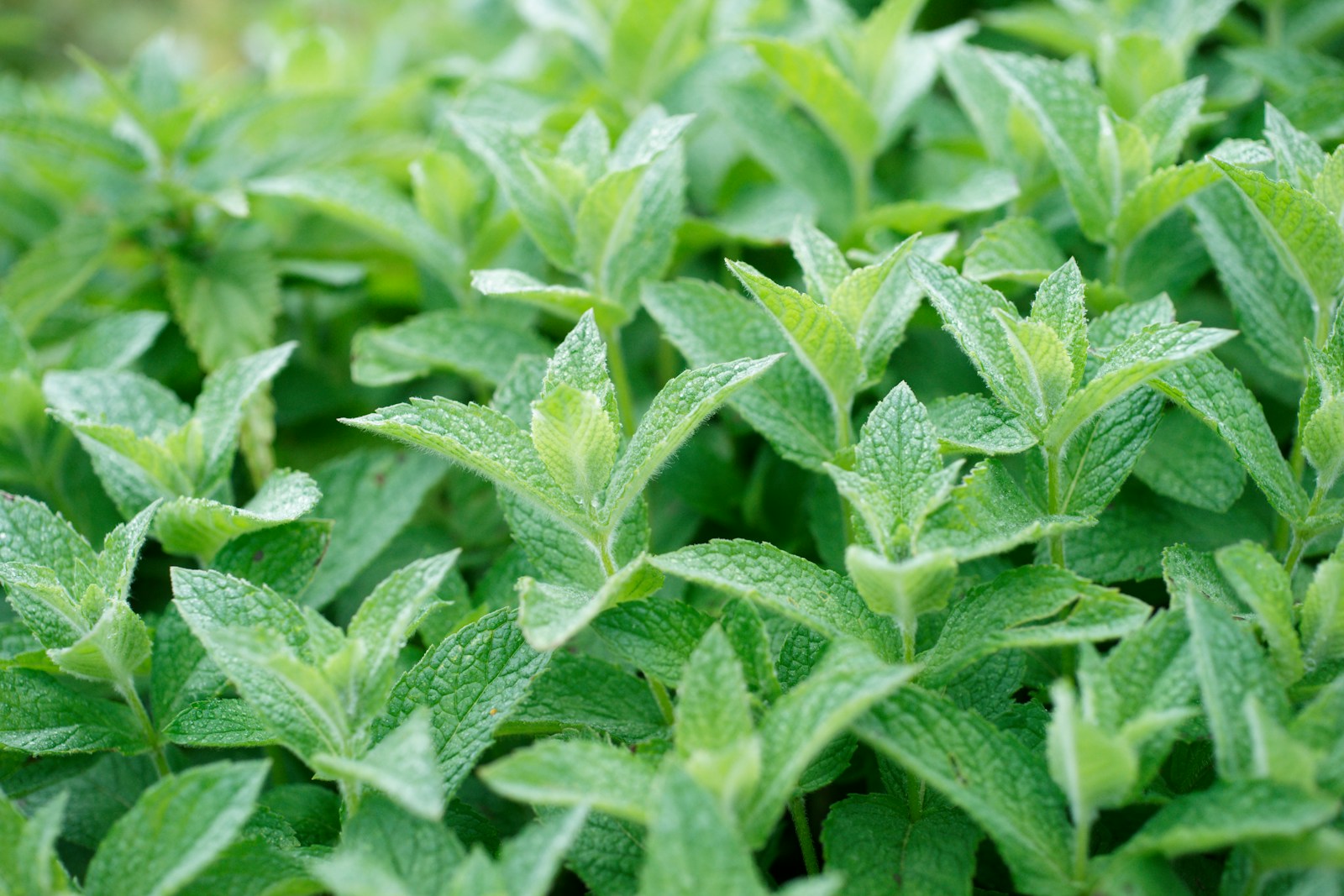 A thick patch of mint with toothed, softly hairy leaves in a garden bed