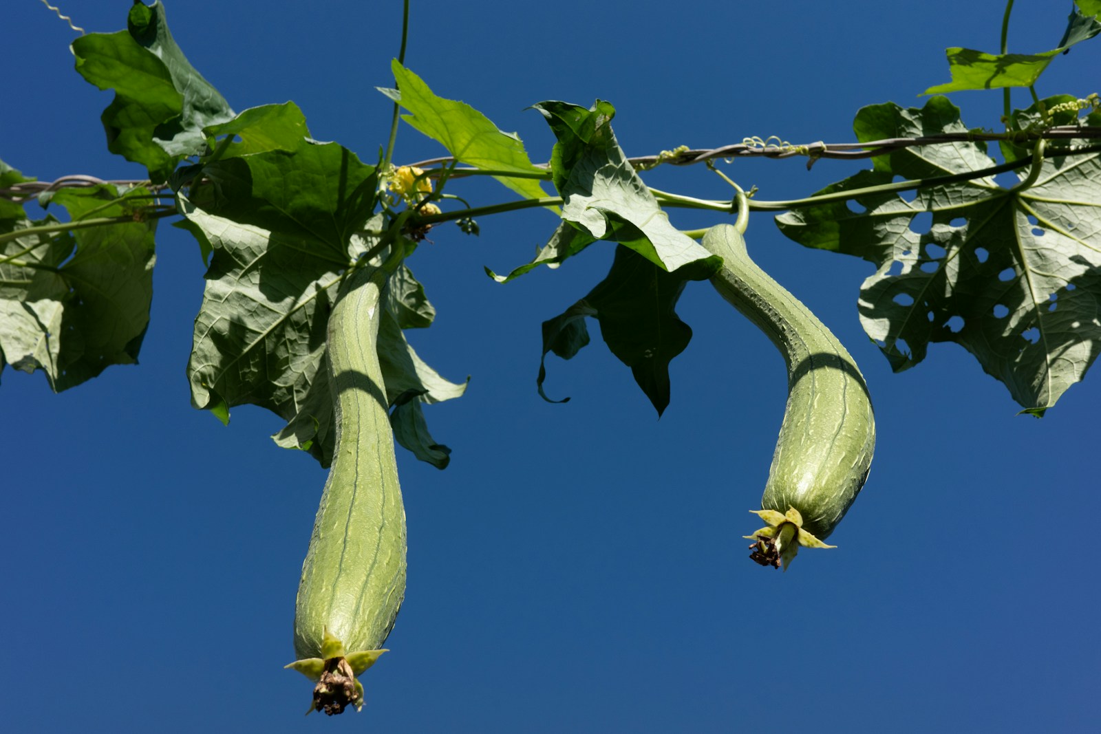 Two young green luffa fruits hanging from a vine on a wire support