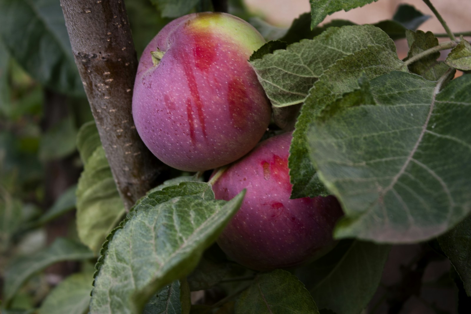 Toothed, veined apple leaves around two red apples on the tree