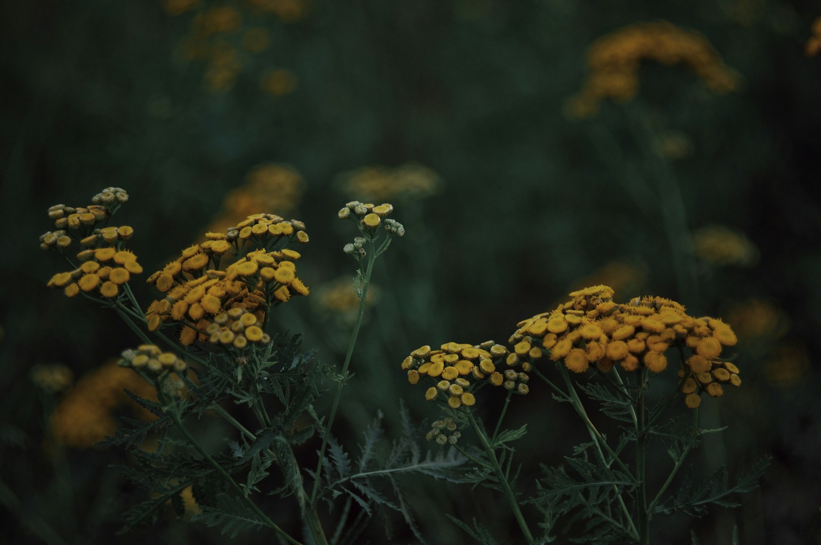Tansy stems with finely divided ferny leaves below golden button flower clusters