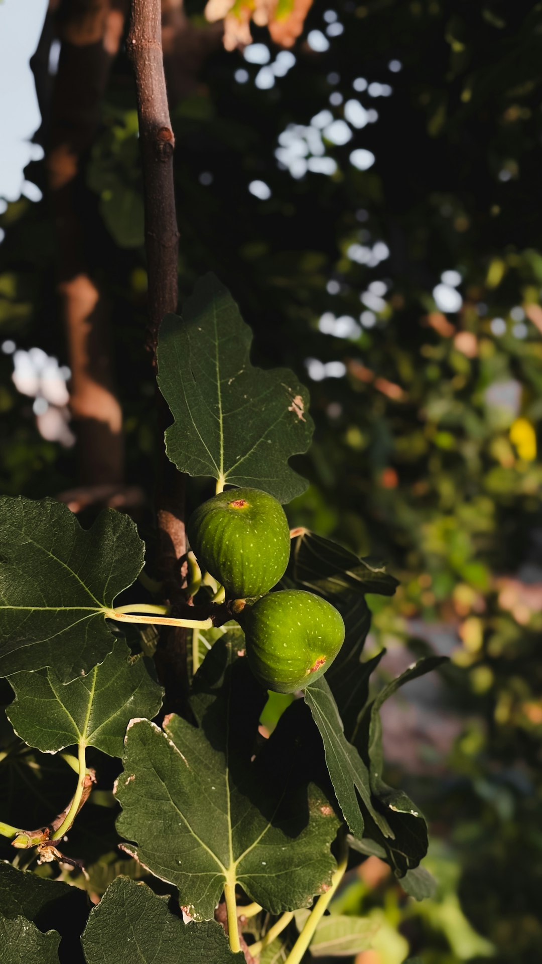 Two small green figs developing on a branch surrounded by large deeply lobed leaves