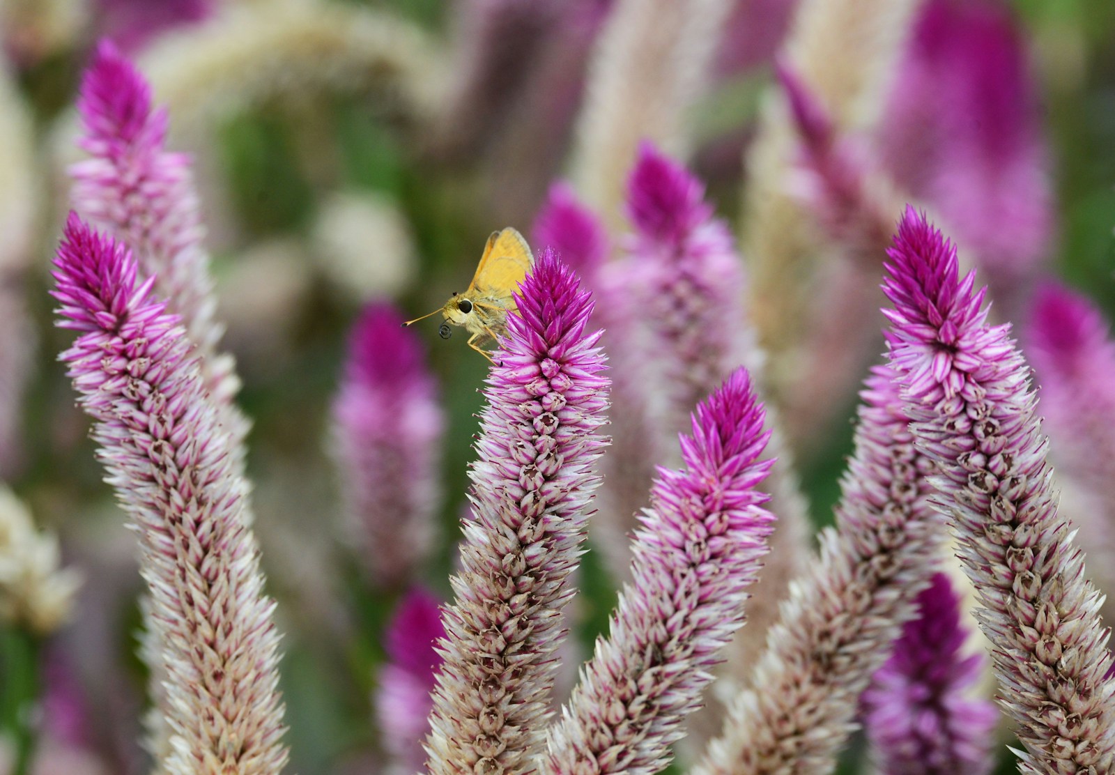 Small skipper butterfly on slender pink and silver wheat celosia spikes