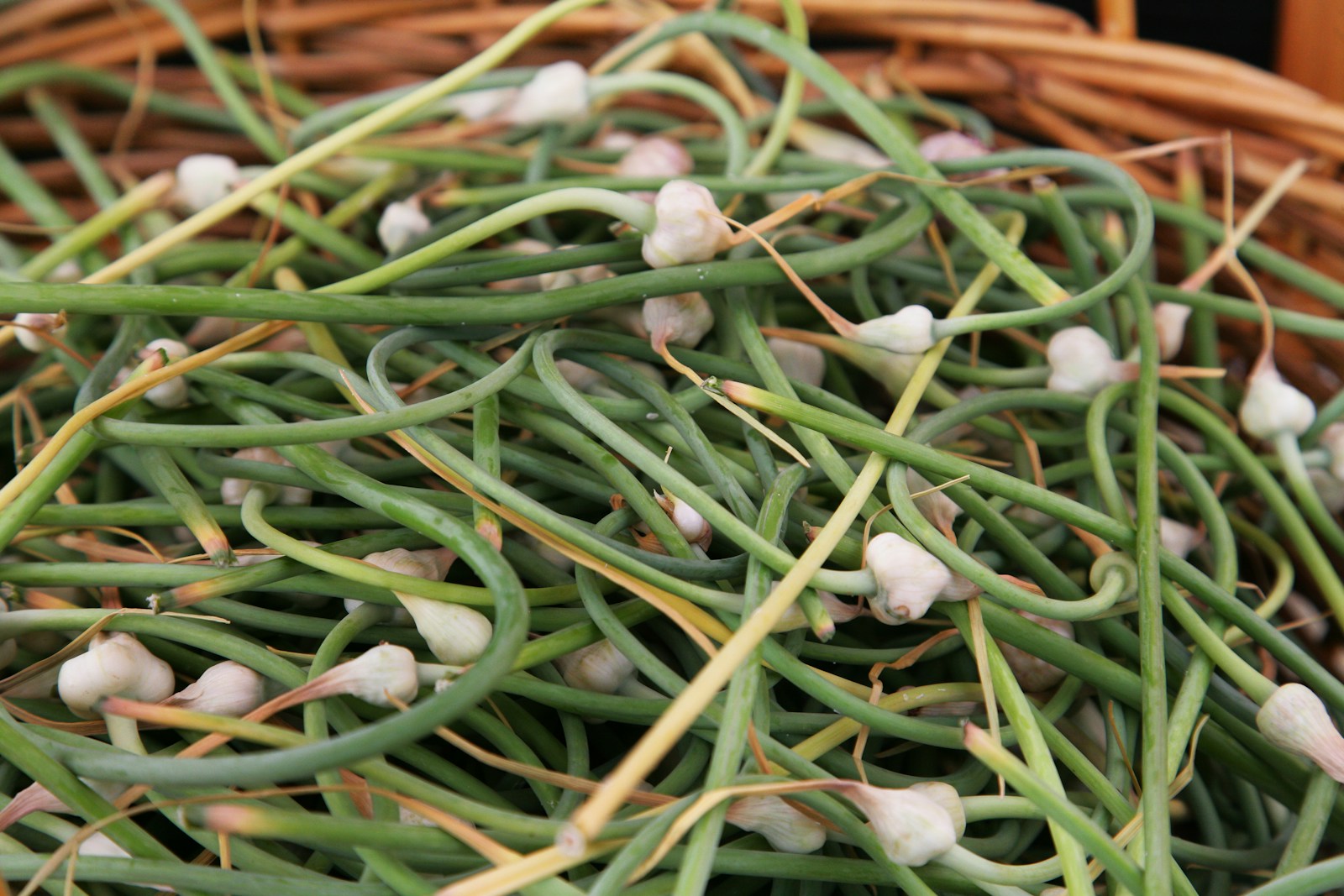 Curly green garlic scapes with pale flower buds piled in a basket