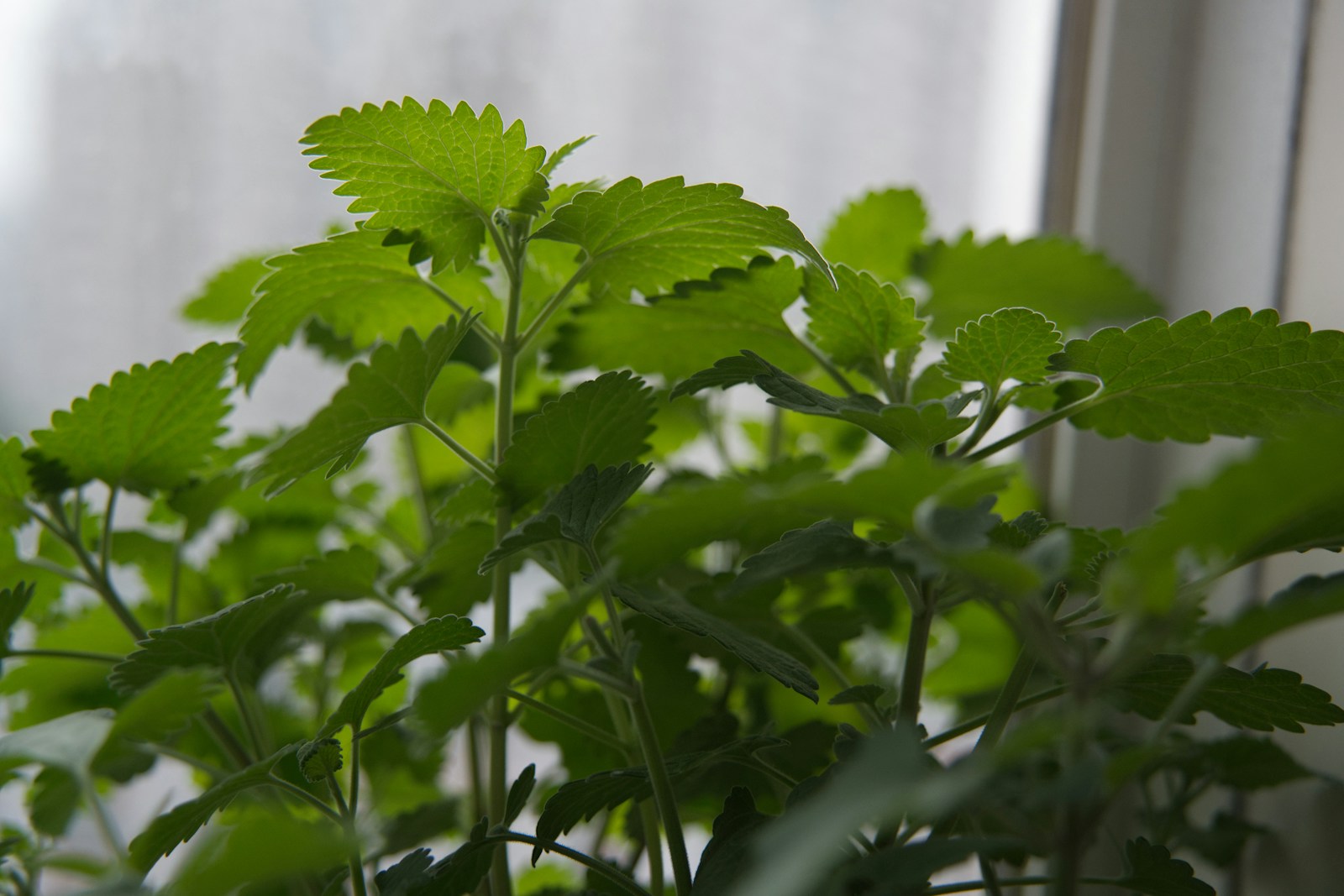 Leafy catnip plant with toothed leaves growing indoors by a bright window