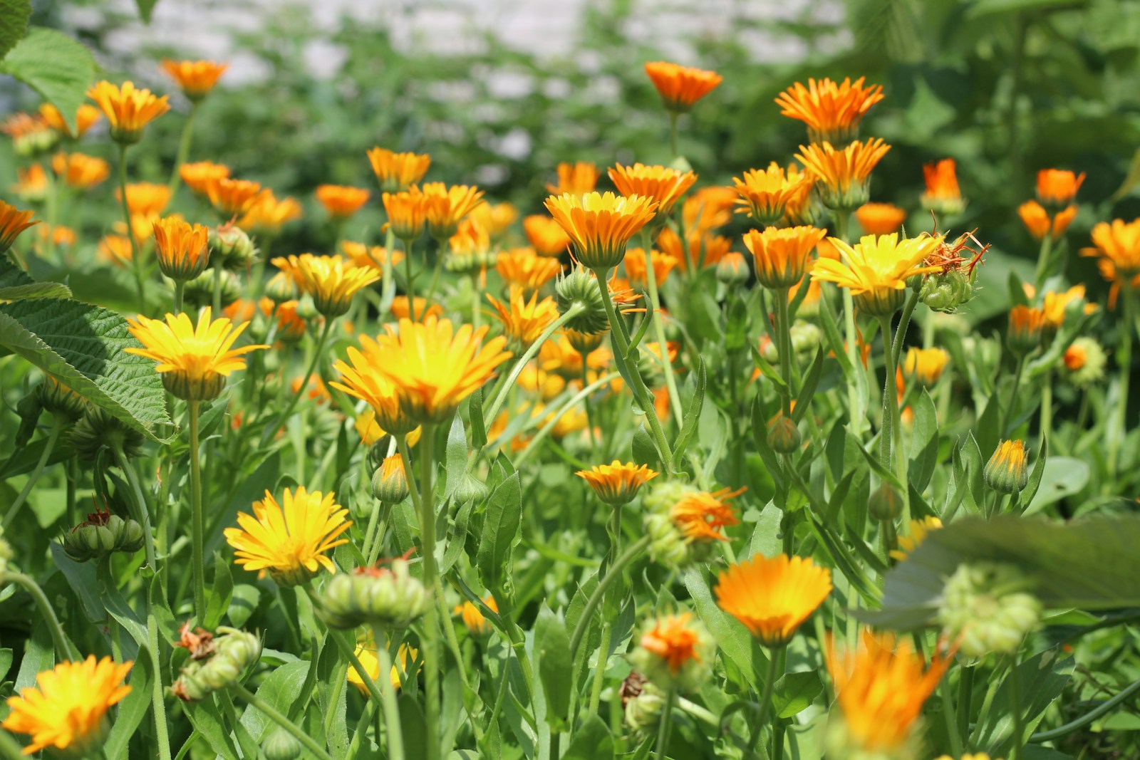 Orange and yellow calendula flowers and buds growing in a sunny bed