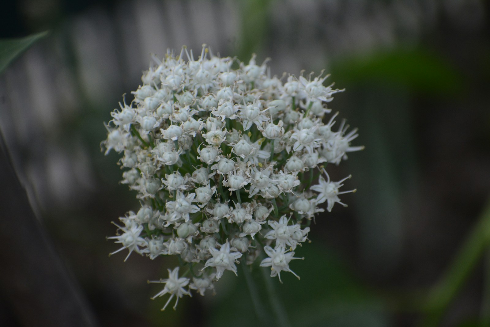 Round white onion flower head of tiny star-shaped blooms after bolting