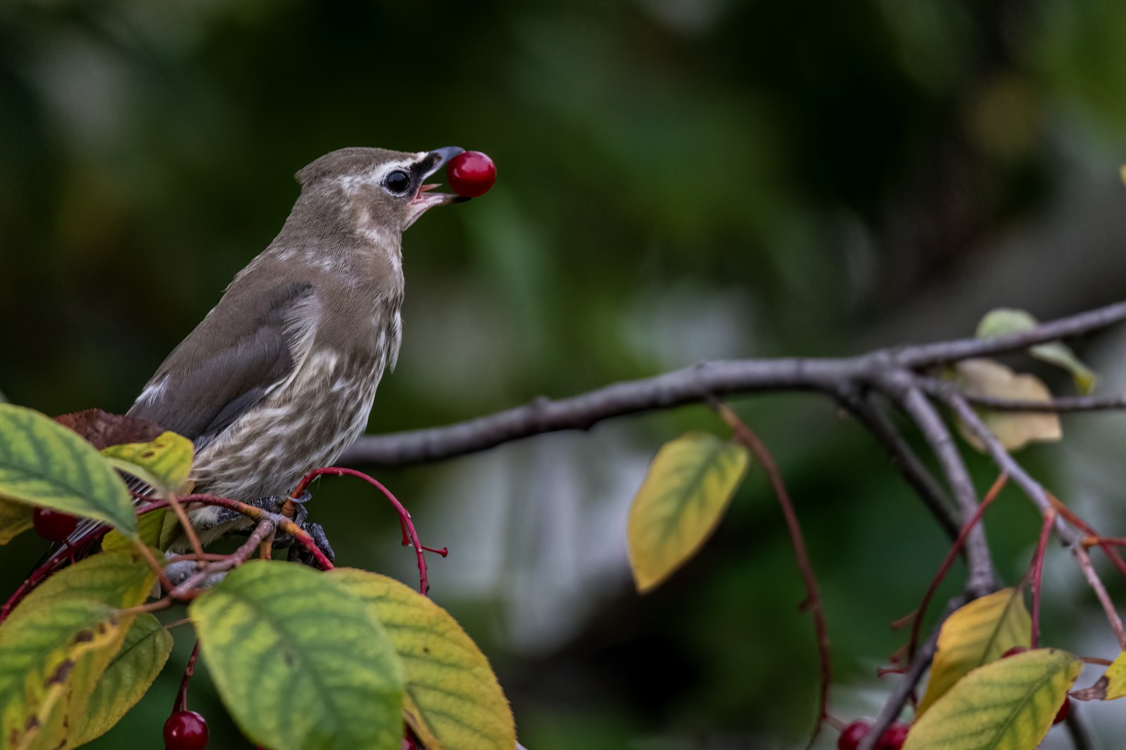 Juvenile cedar waxwing holding a red chokecherry in its beak