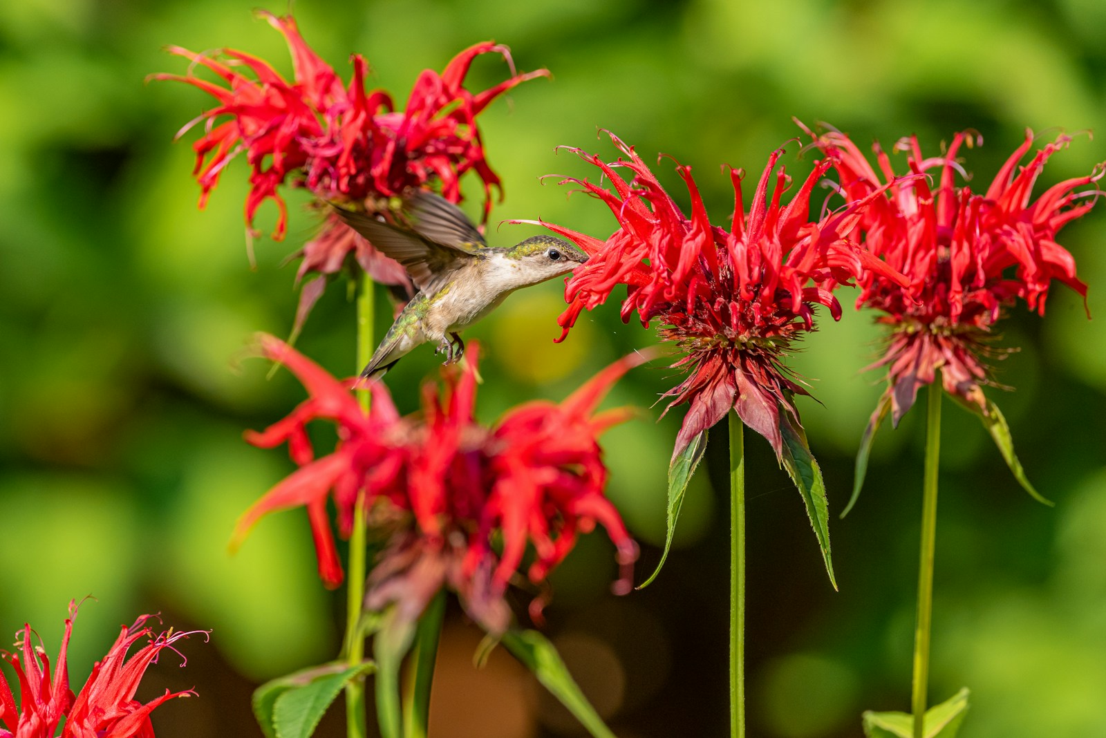 A ruby-throated hummingbird feeding from red bee balm flowers
