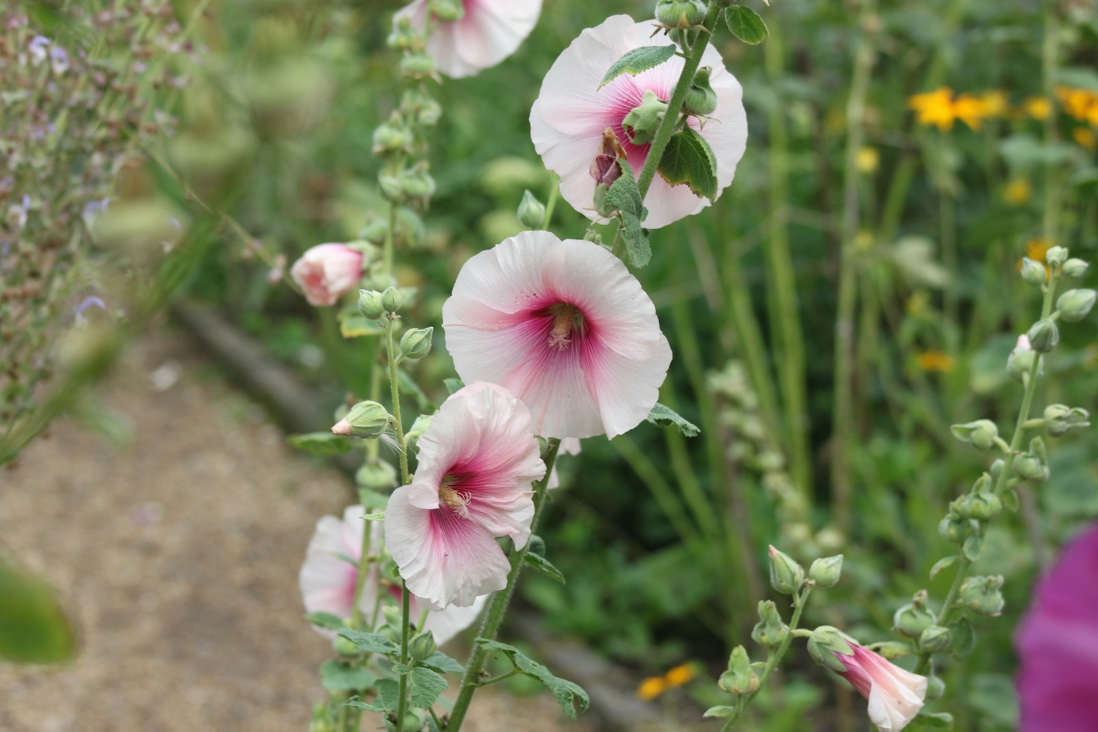 Pale pink hollyhocks with dark pink centres beside a garden path