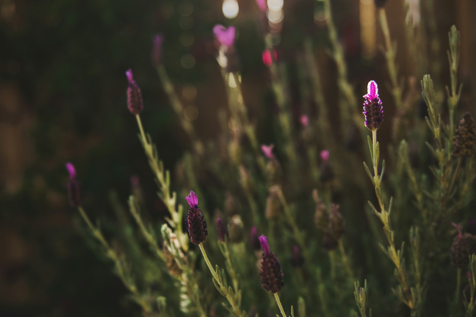 Spanish lavender with dark flower heads topped by pink-purple bracts