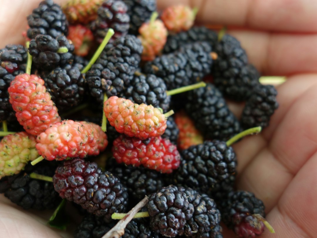 A handful of freshly picked mulberries in red, dark purple and black ripening stages