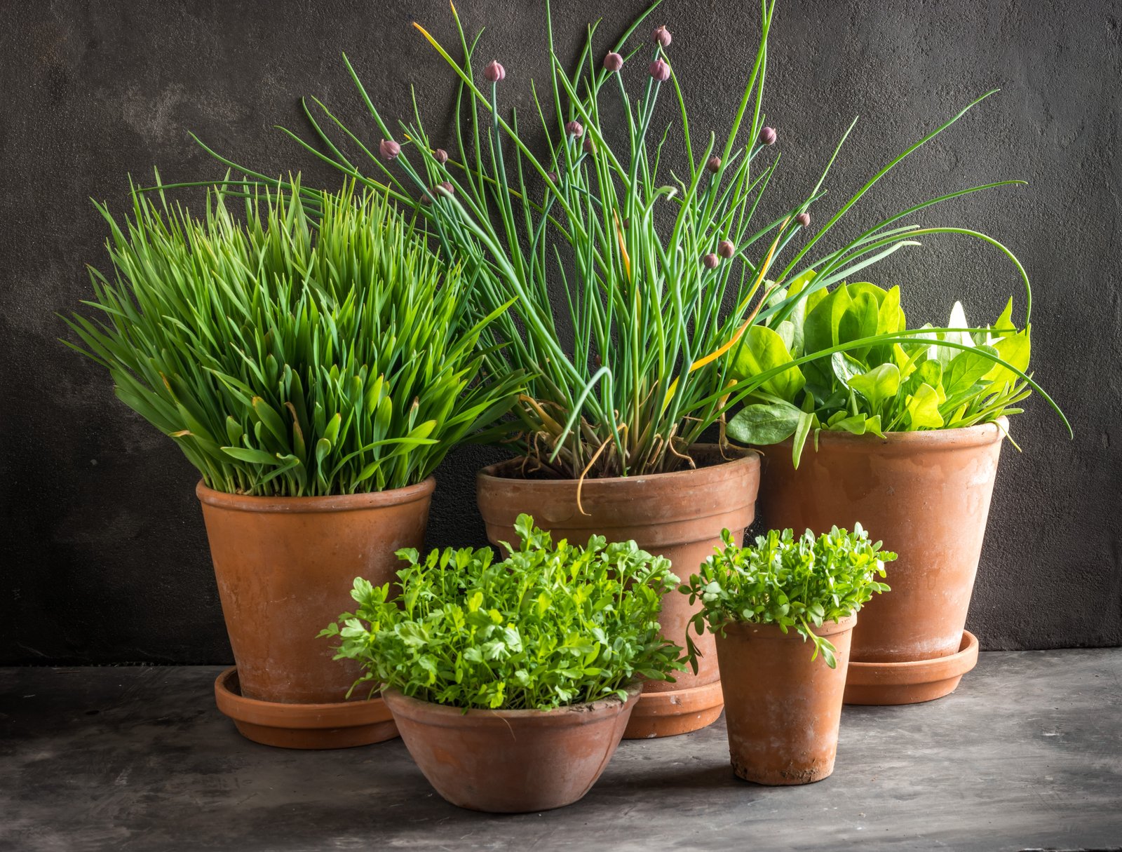 Leafy herbs growing in terracotta pots standing in matching saucers