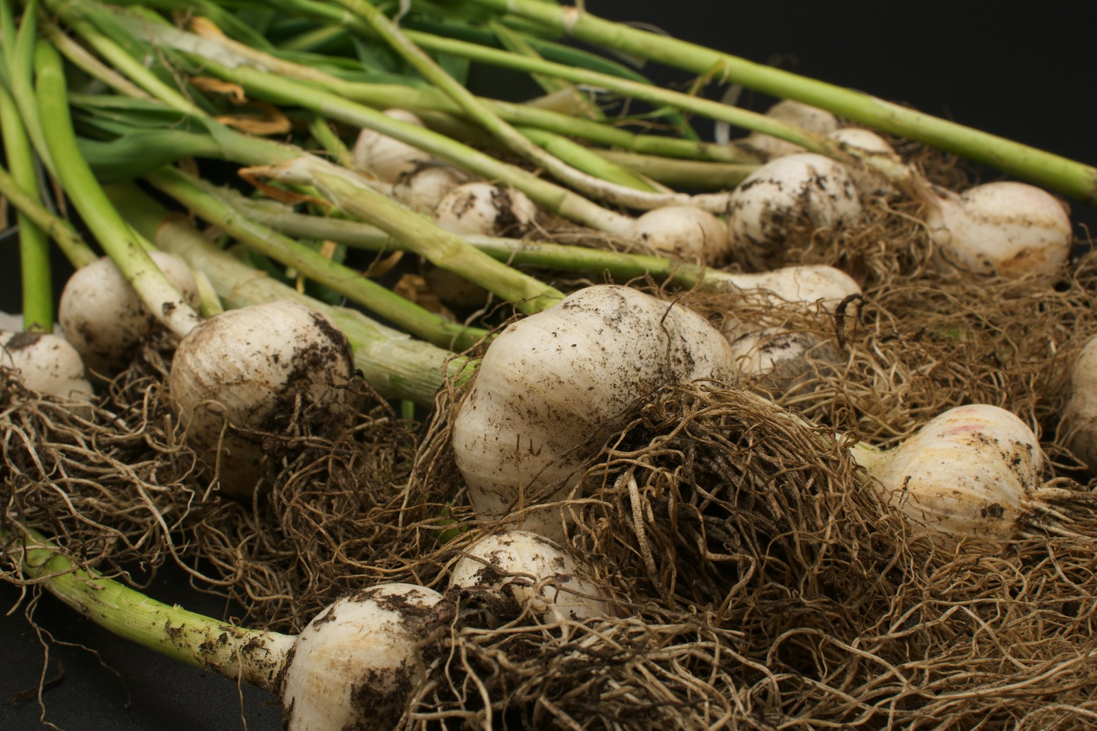 Freshly dug garlic bulbs with soil, tangled roots and green stems