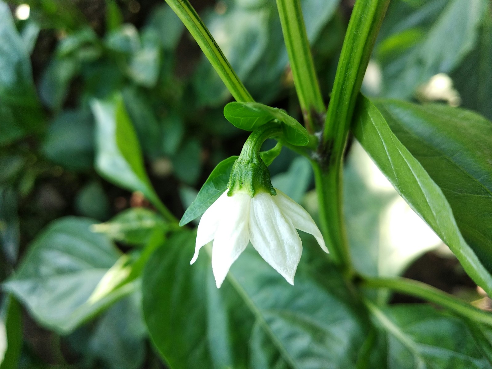 Small white pepper flower nodding beneath a leaf joint on the plant