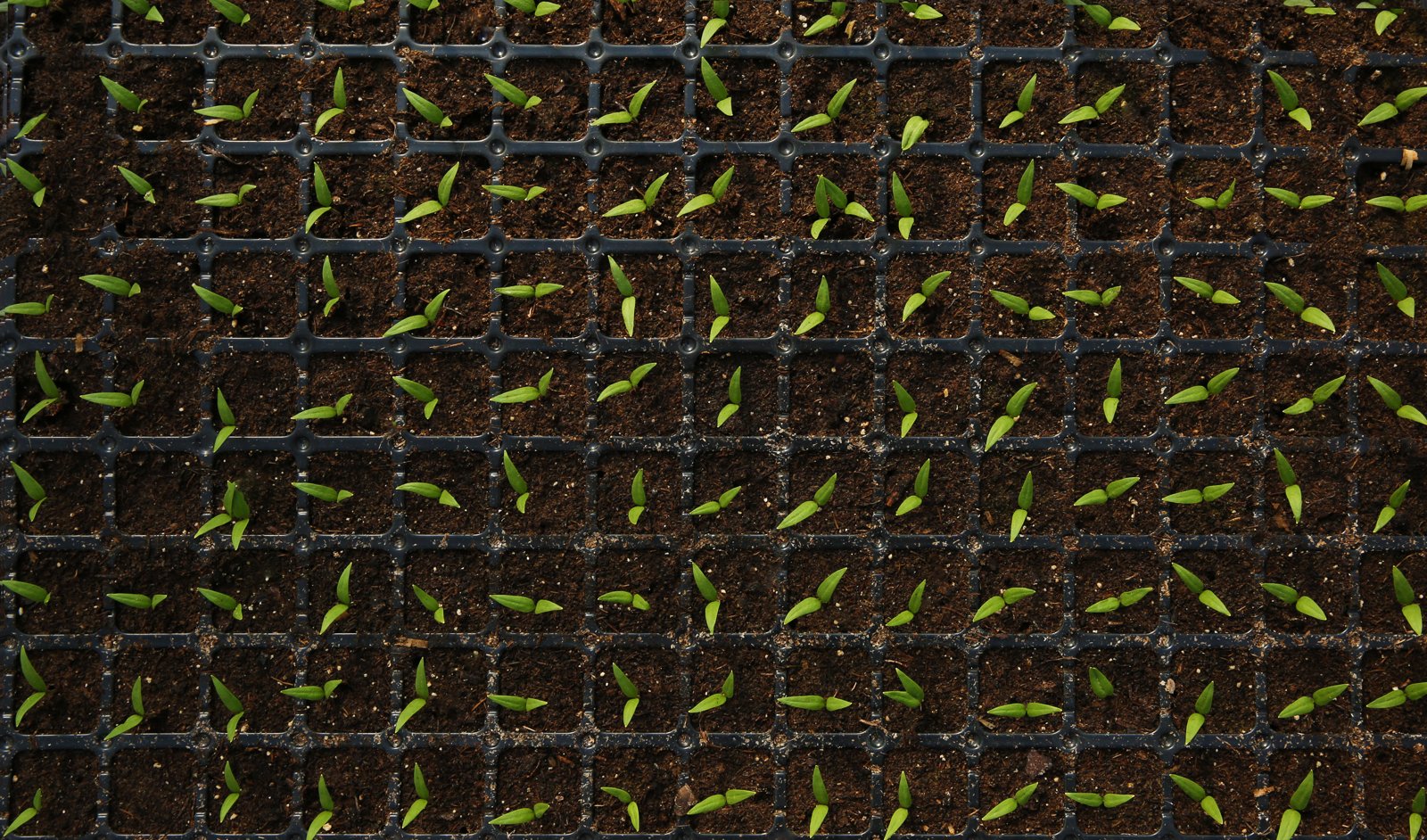 Black cell trays of dark seed mix with the first tiny sprouts showing