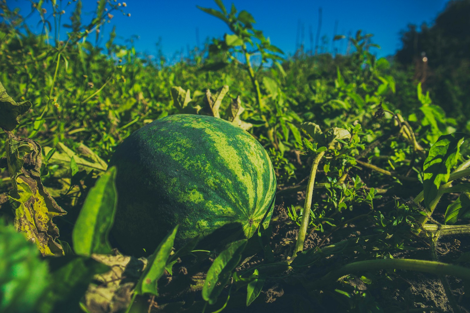 Striped watermelon resting on soil among vines and weeds in a field