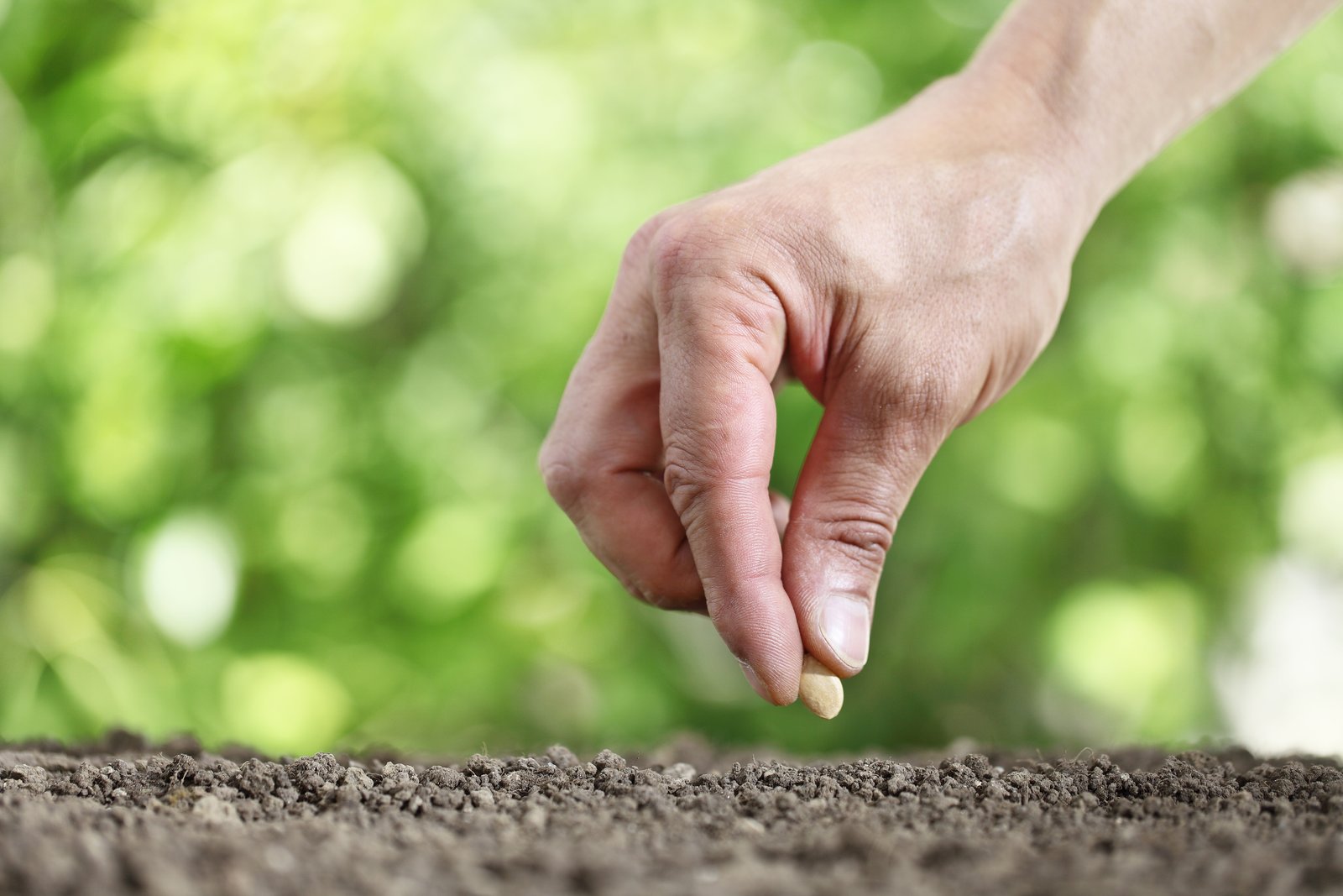 Hand dropping seed onto the surface of fine, level garden soil