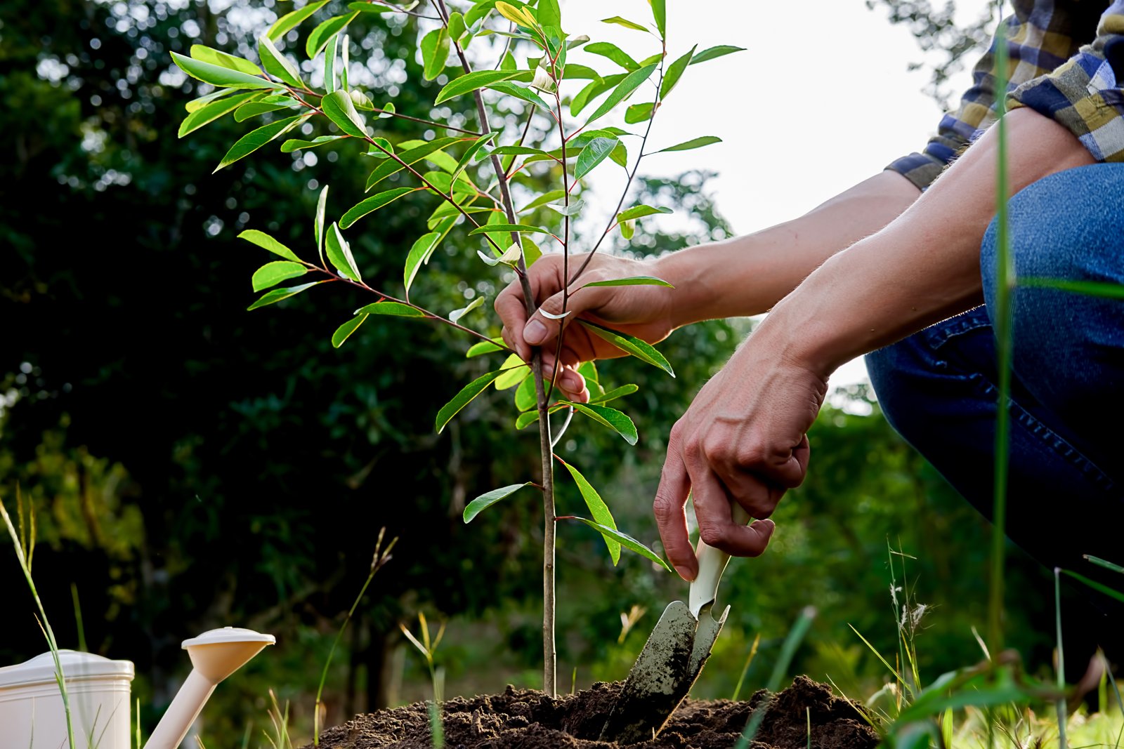 Gardener firming soil around a newly planted young sapling with a trowel