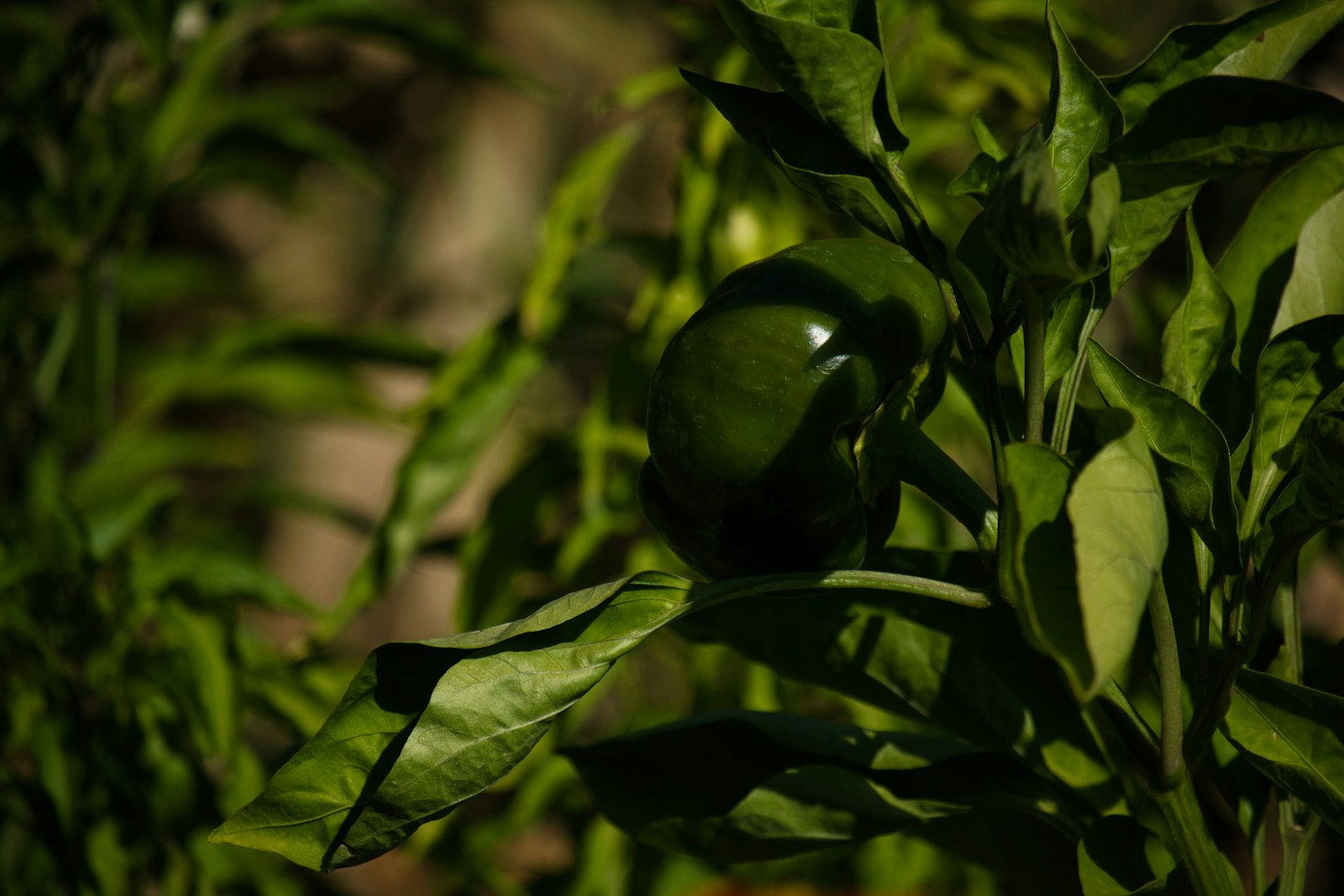 A glossy green bell pepper half hidden among leaves on the plant