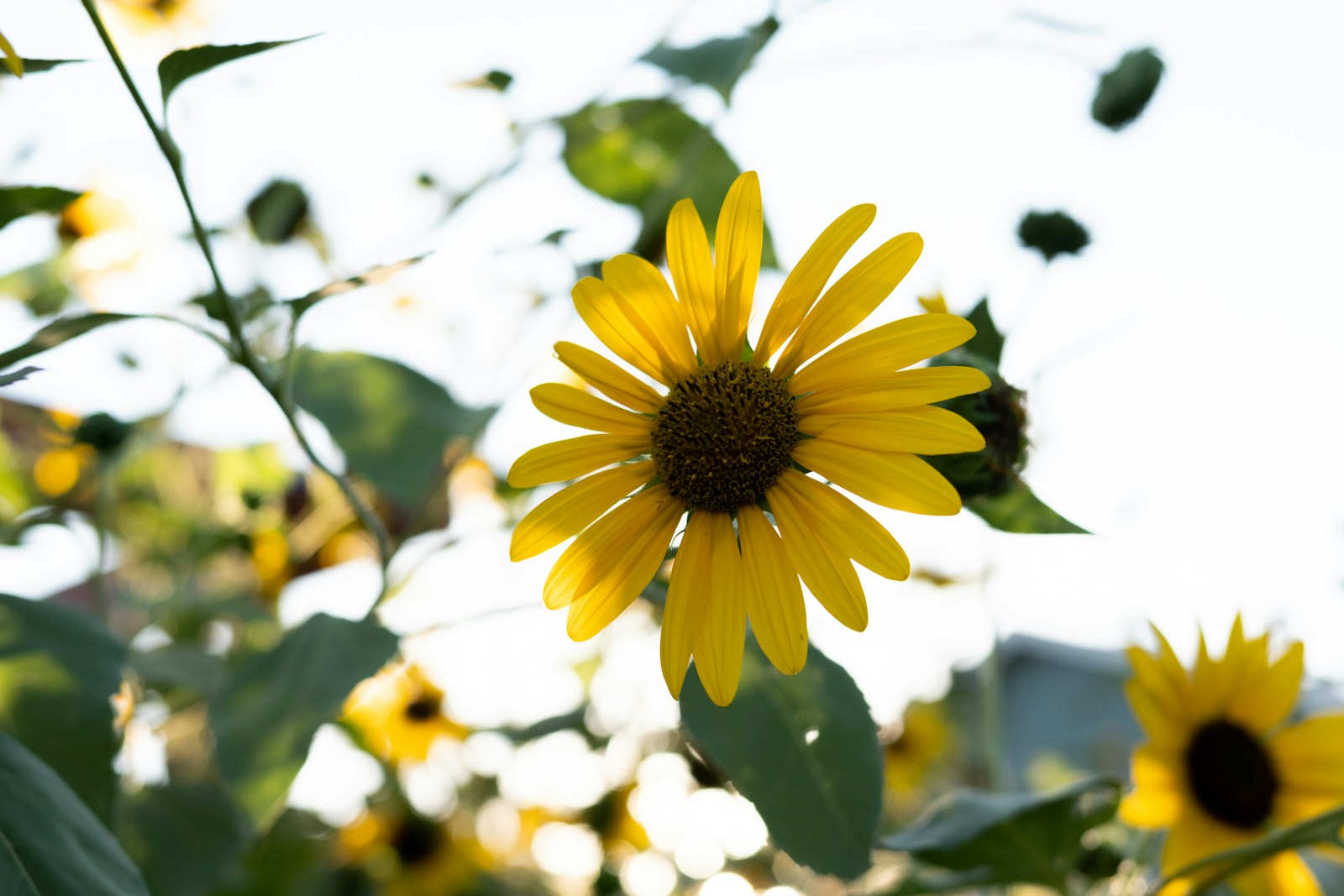 A small yellow sunflower bloom on a leafy plant among other flowers