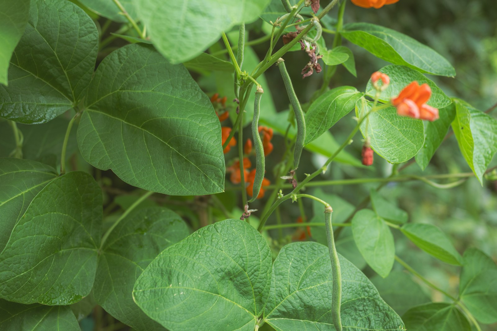 Runner bean vine with orange-red flowers and young green pods