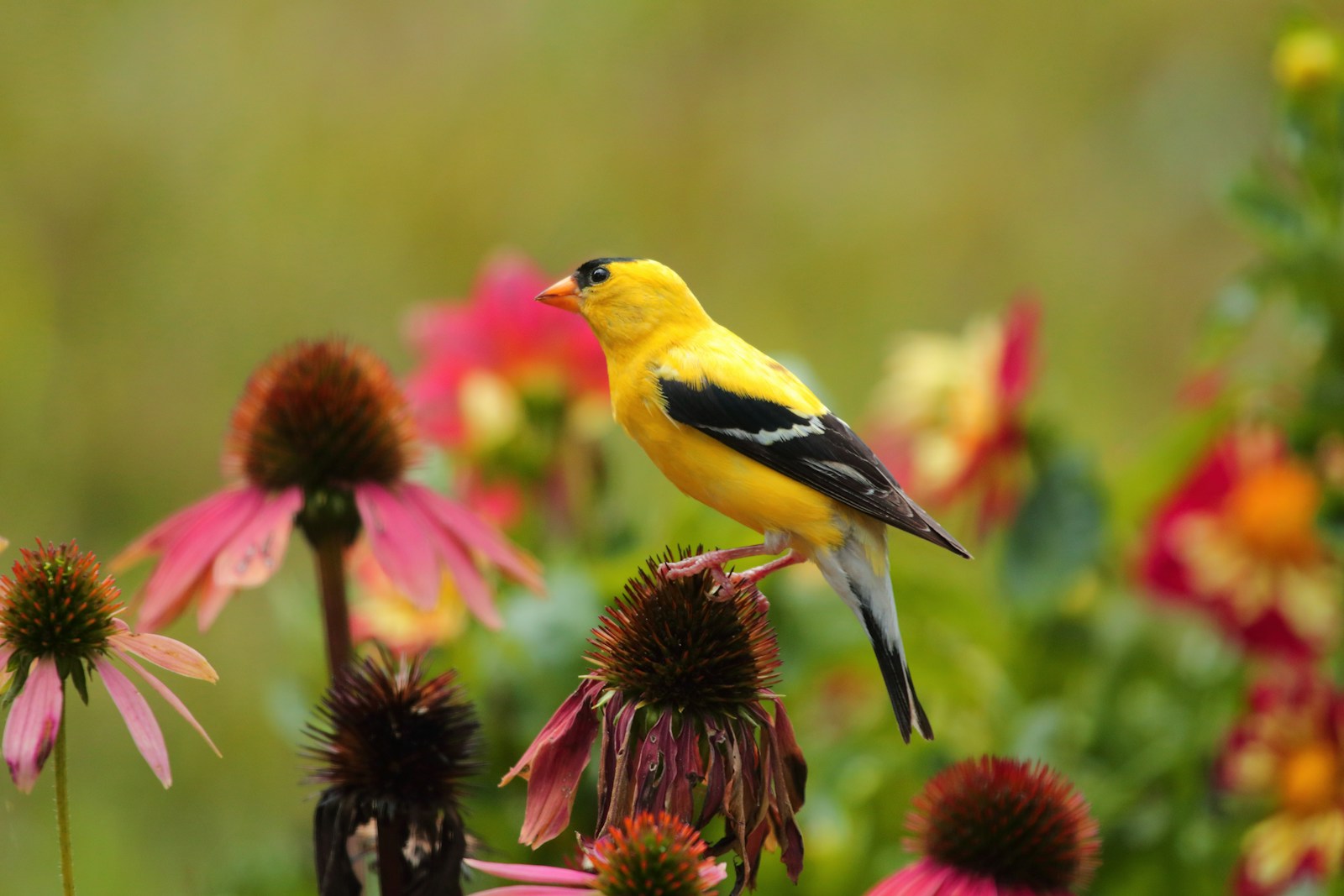 American goldfinch perched on a fading coneflower seed head