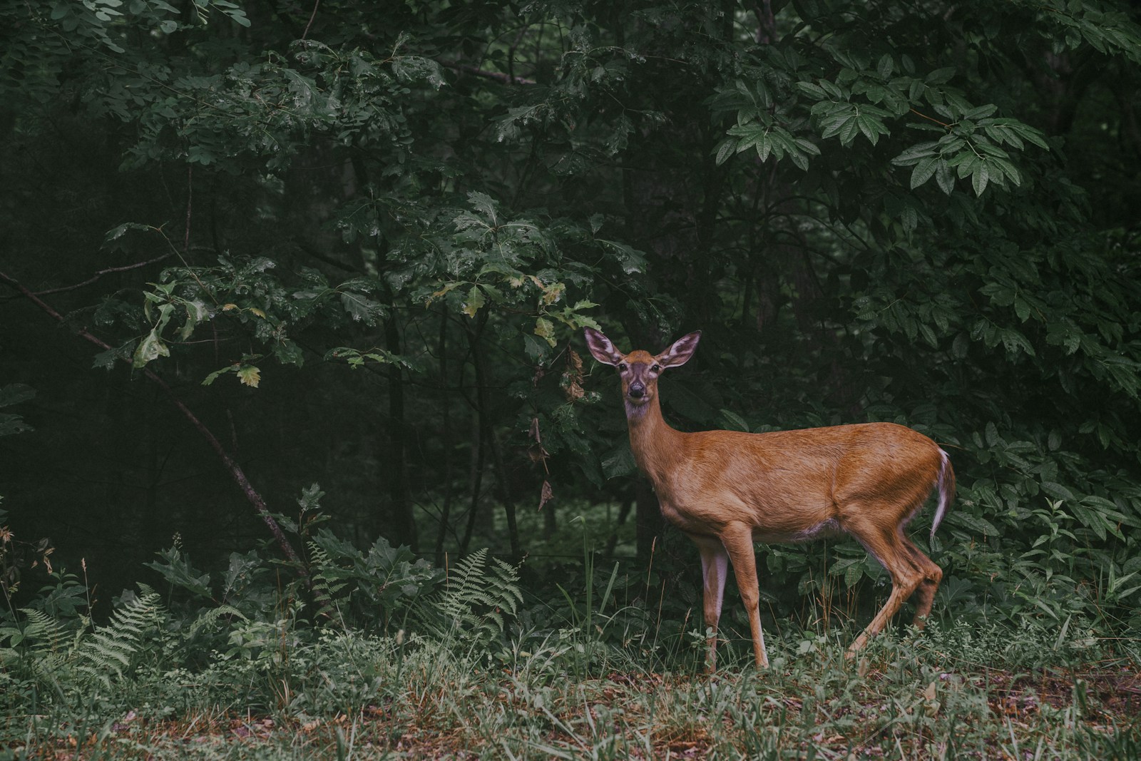 White-tailed doe standing at the edge of a dark, leafy woodland