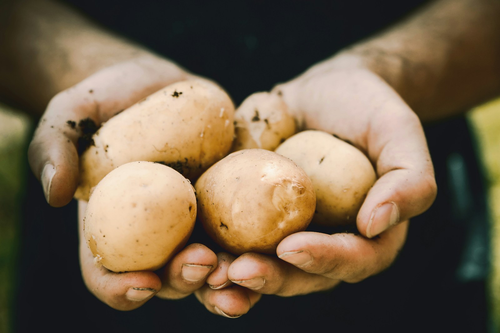 Gardener's cupped hands holding freshly harvested potatoes