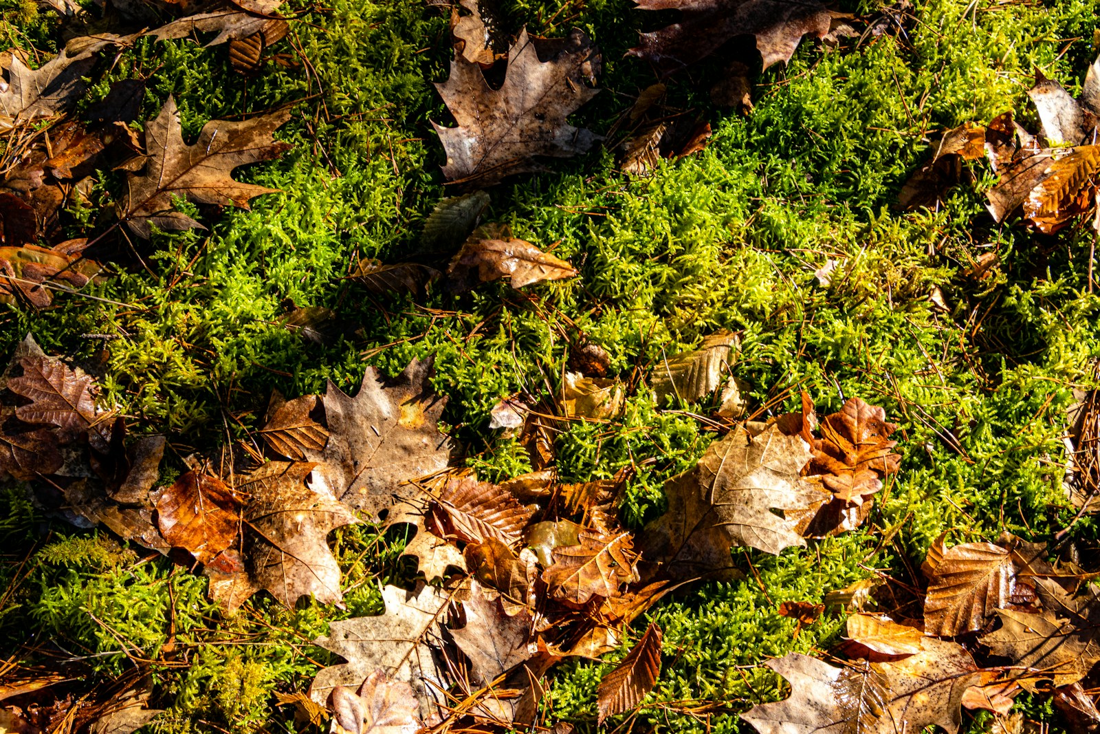 Mossy forest floor with fallen oak leaves, the habitat where wintergreen grows wild