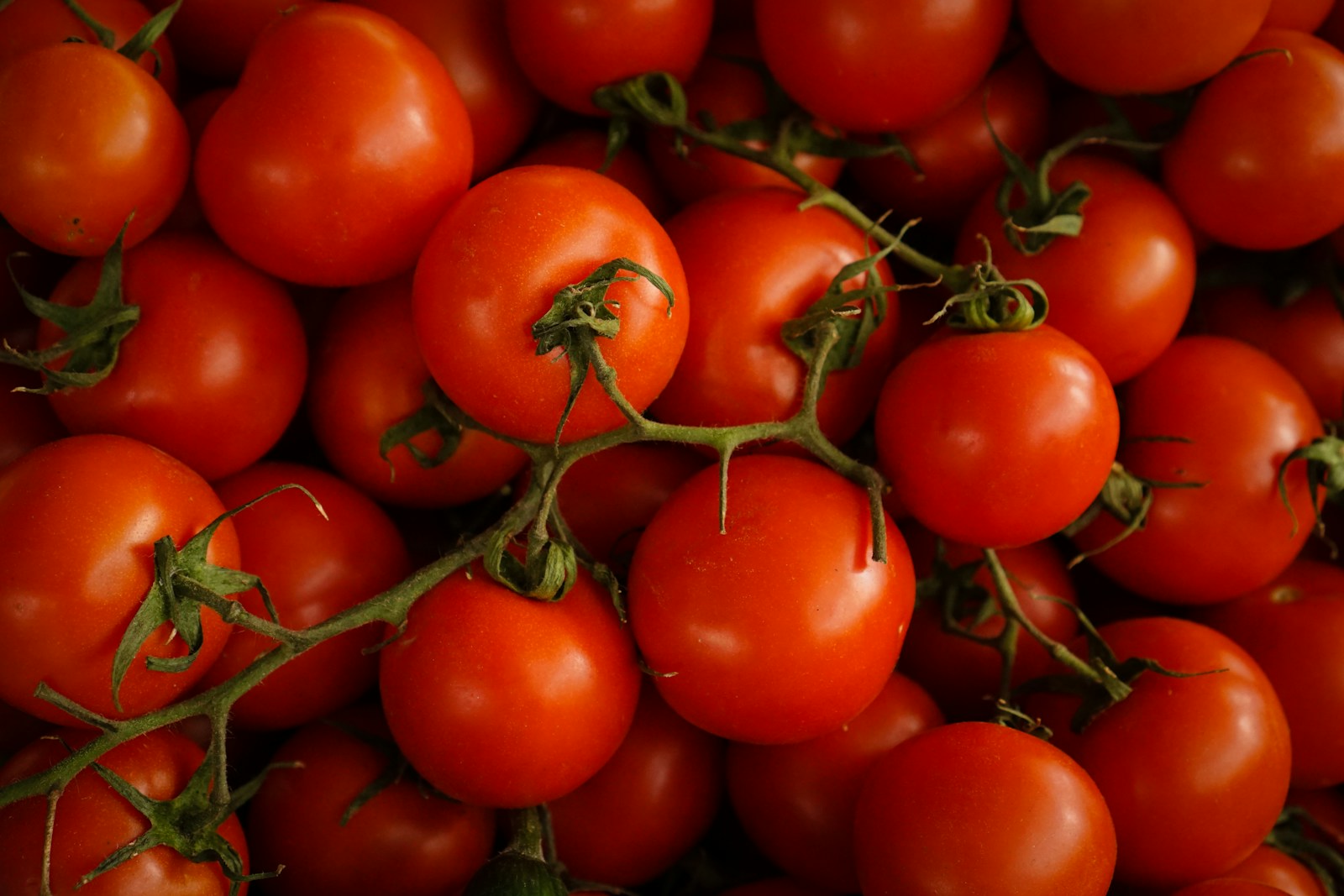 Heap of ripe red round tomatoes still attached to their green trusses