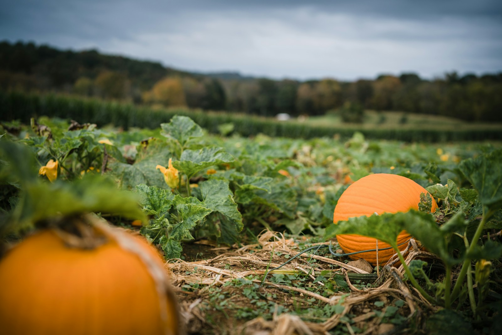 Orange pumpkins ripening among leafy vines and yellow flowers in a field