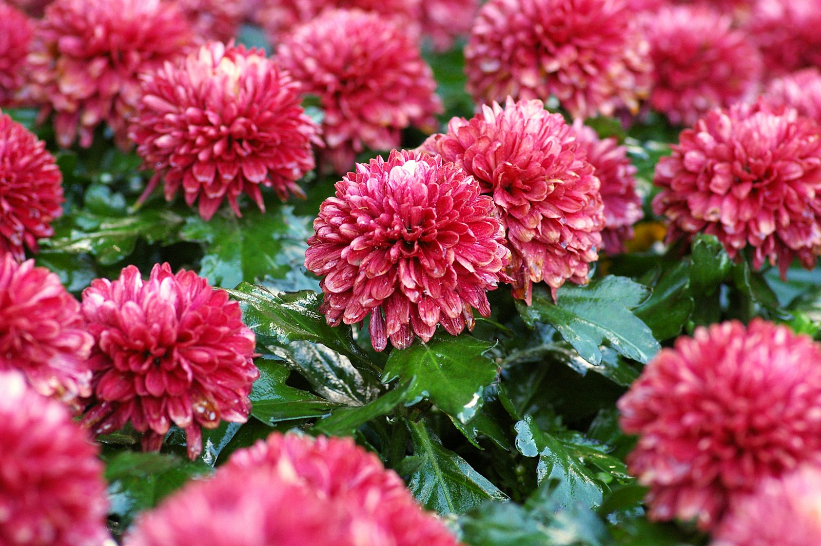 Rain-wet deep pink double chrysanthemums among glossy lobed leaves