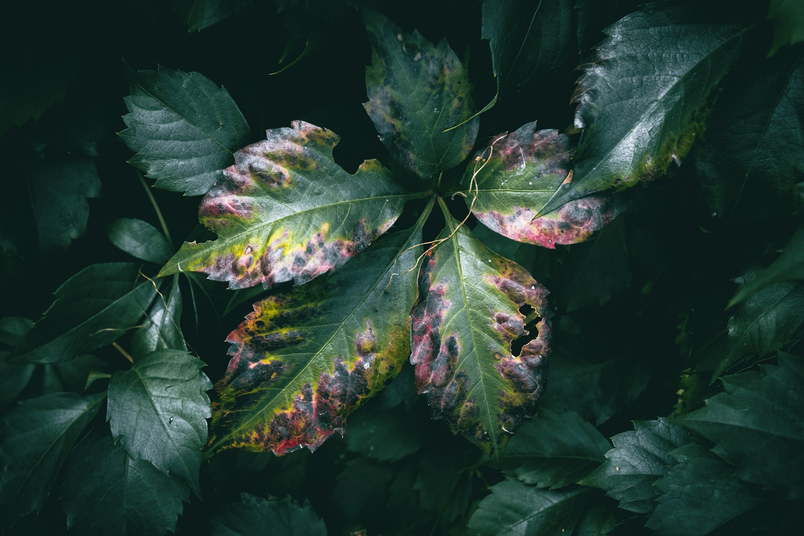 Virginia creeper leaves marked with dark fungal spots and yellow halos