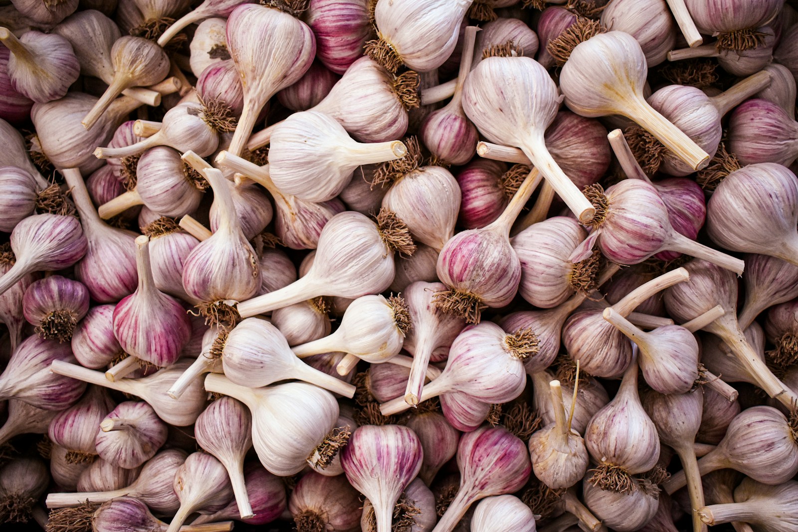 Pile of purple-striped hardneck garlic bulbs with trimmed stems and roots