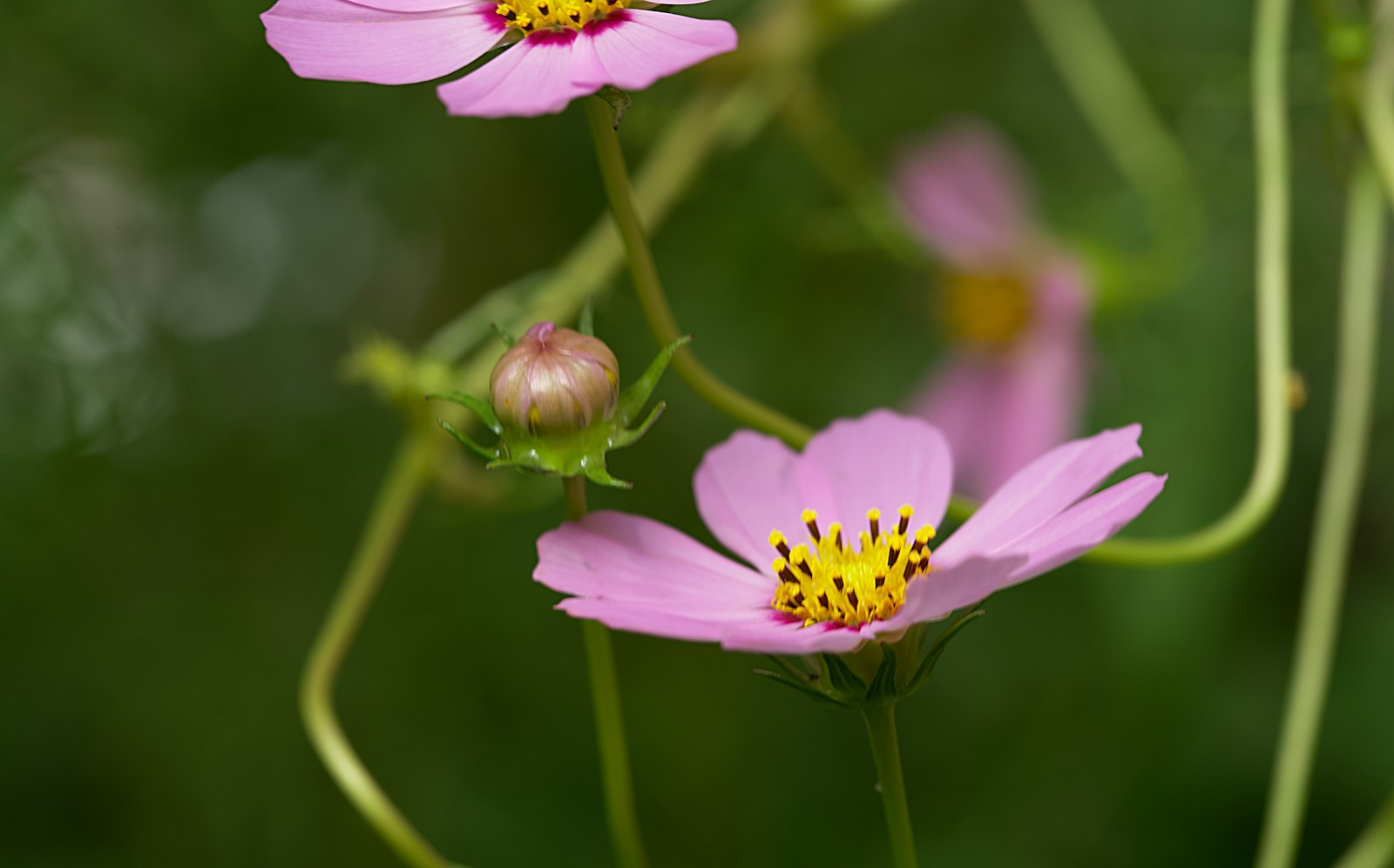 Pale pink cosmos flower with yellow centre beside a round unopened bud