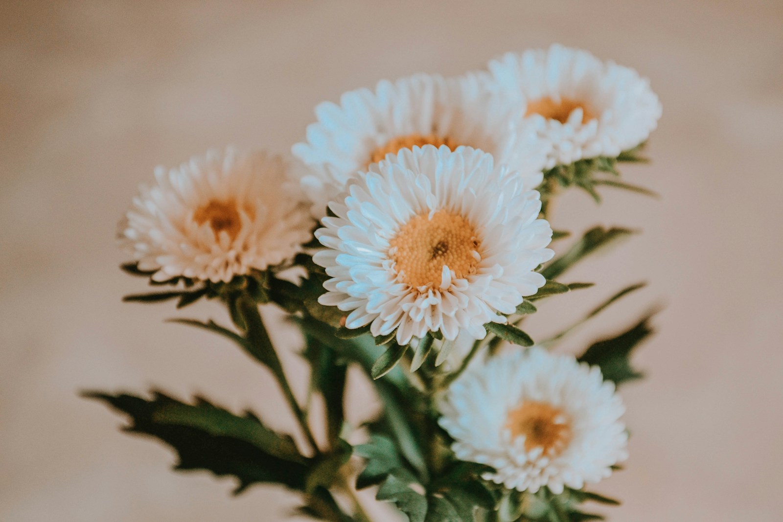 Bunch of cut white double China asters with golden centres